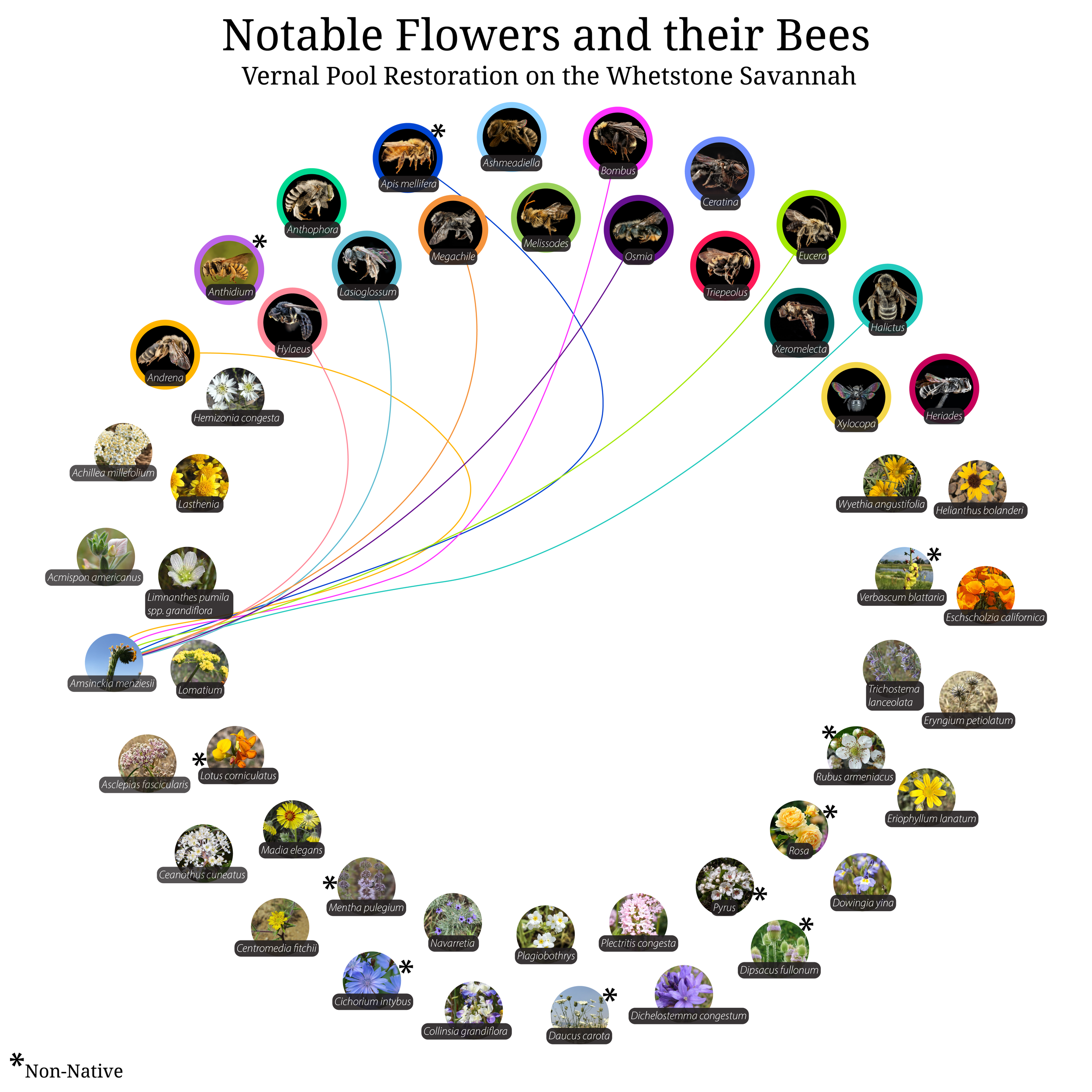 Bee-Girl_Relationship-Web_Amsinckia menziesii-01.png