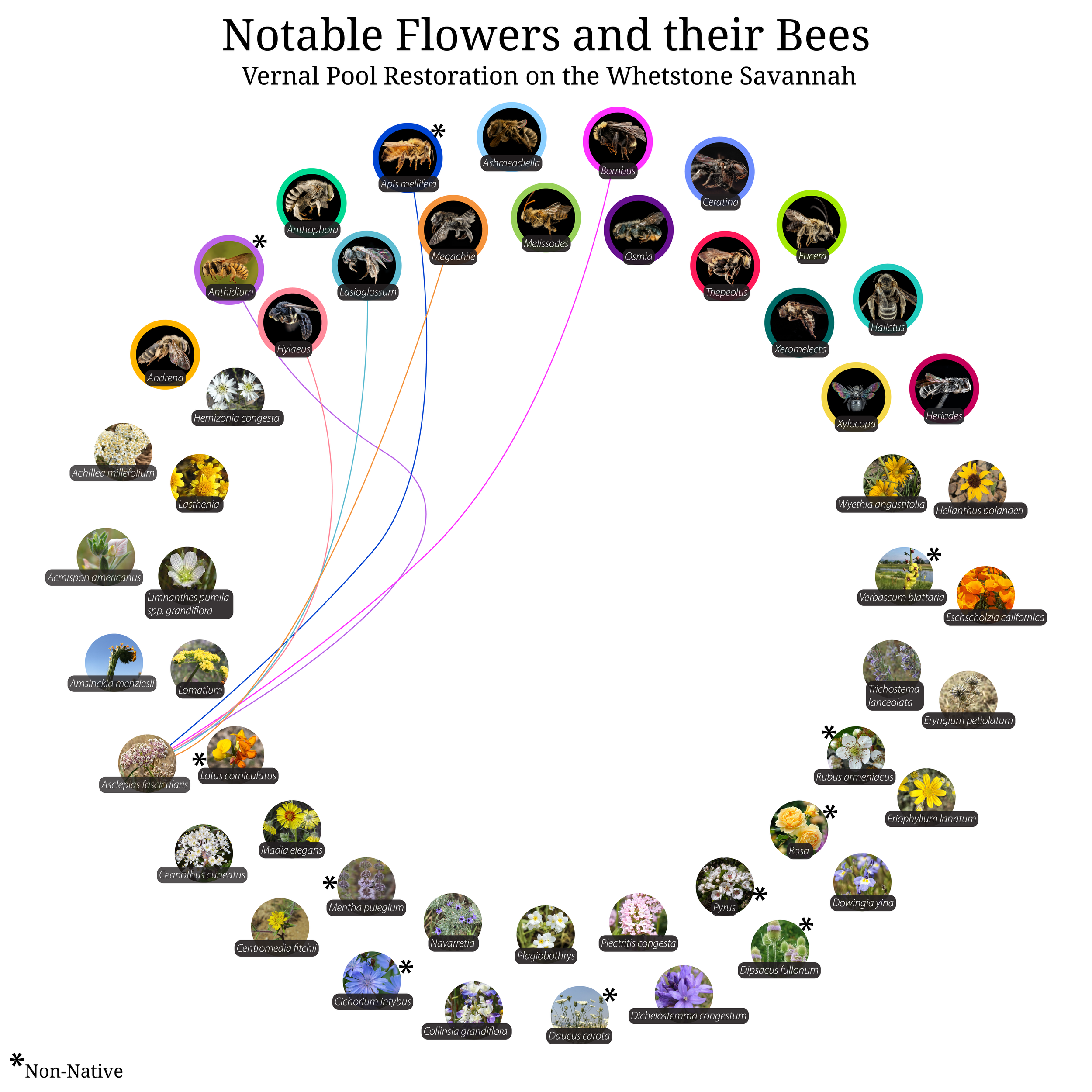 Bee-Girl_Relationship-Web_Asclepias fascicularis-01.png