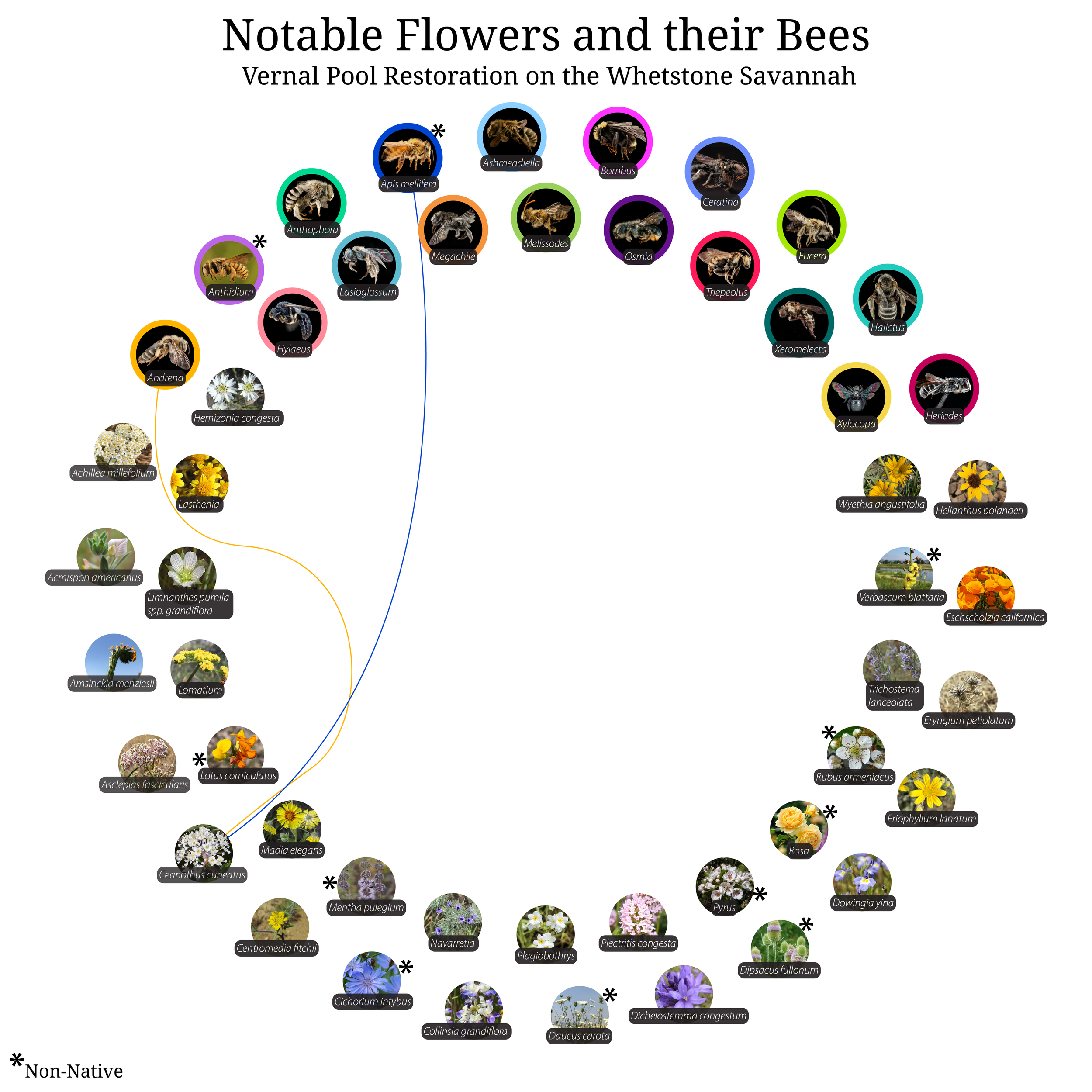 Bee-Girl_Relationship-Web_Ceanothus cuneatus-01.png