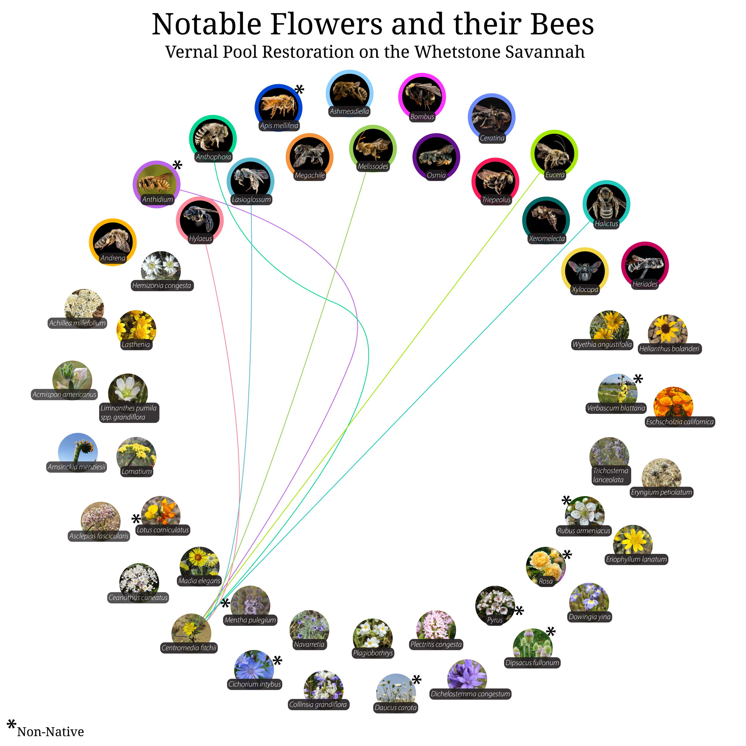 Bee-Girl_Relationship-Web_Centromedia fitchii-01.png