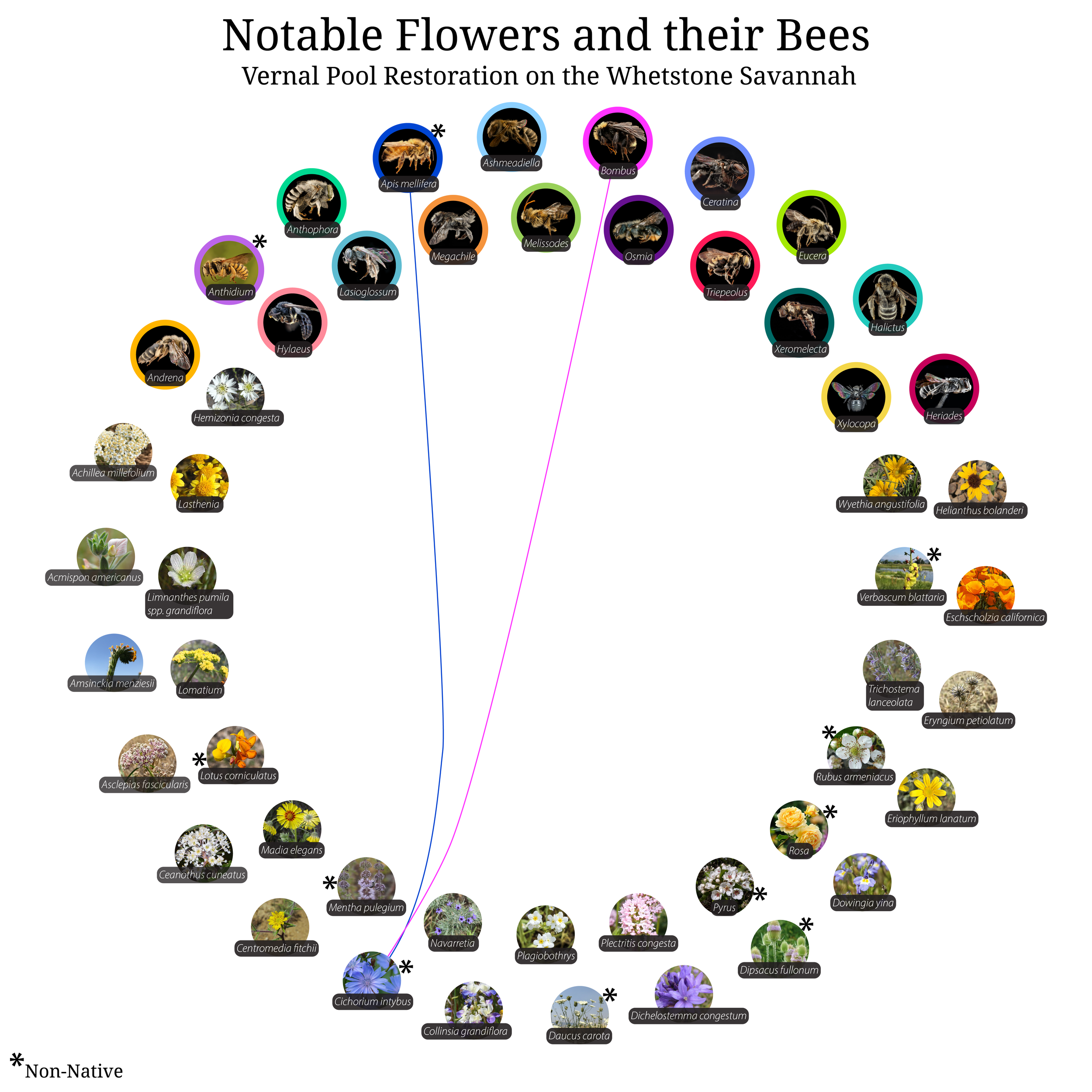 Bee-Girl_Relationship-Web_Cichorium intybus-01.png