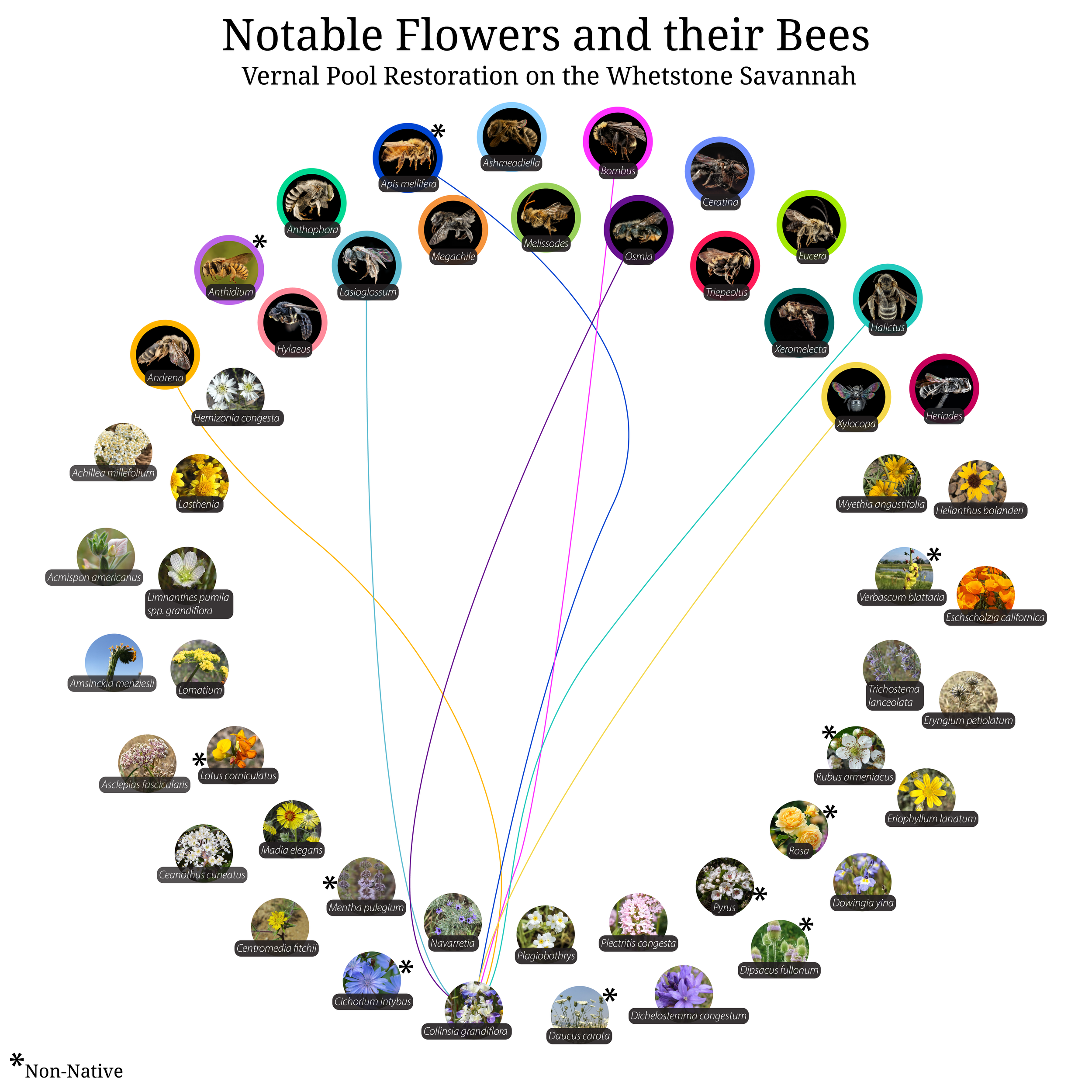 Bee-Girl_Relationship-Web_Collinsia grandiflora-01.png