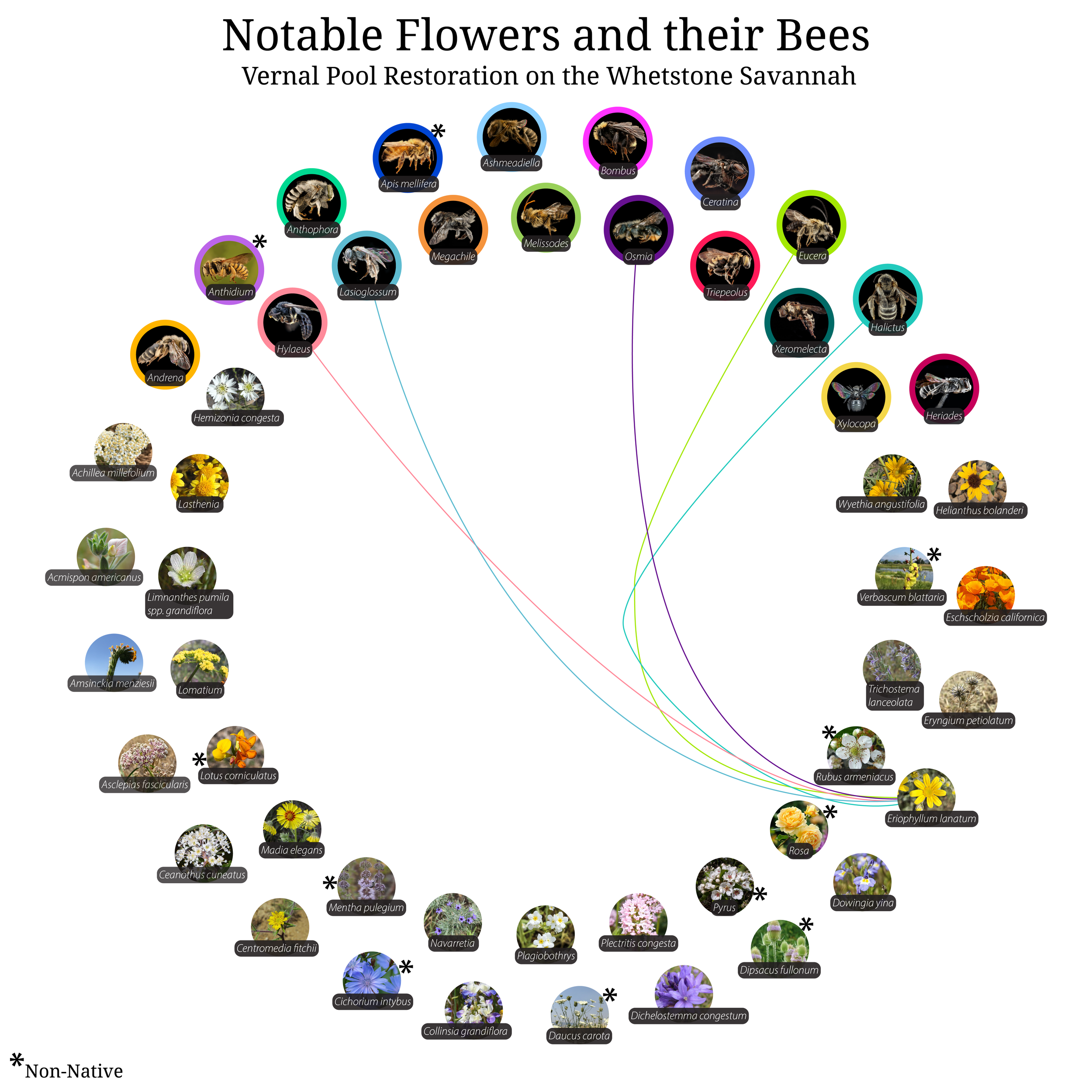 Bee-Girl_Relationship-Web_Eriophyllum lanatum-01.png