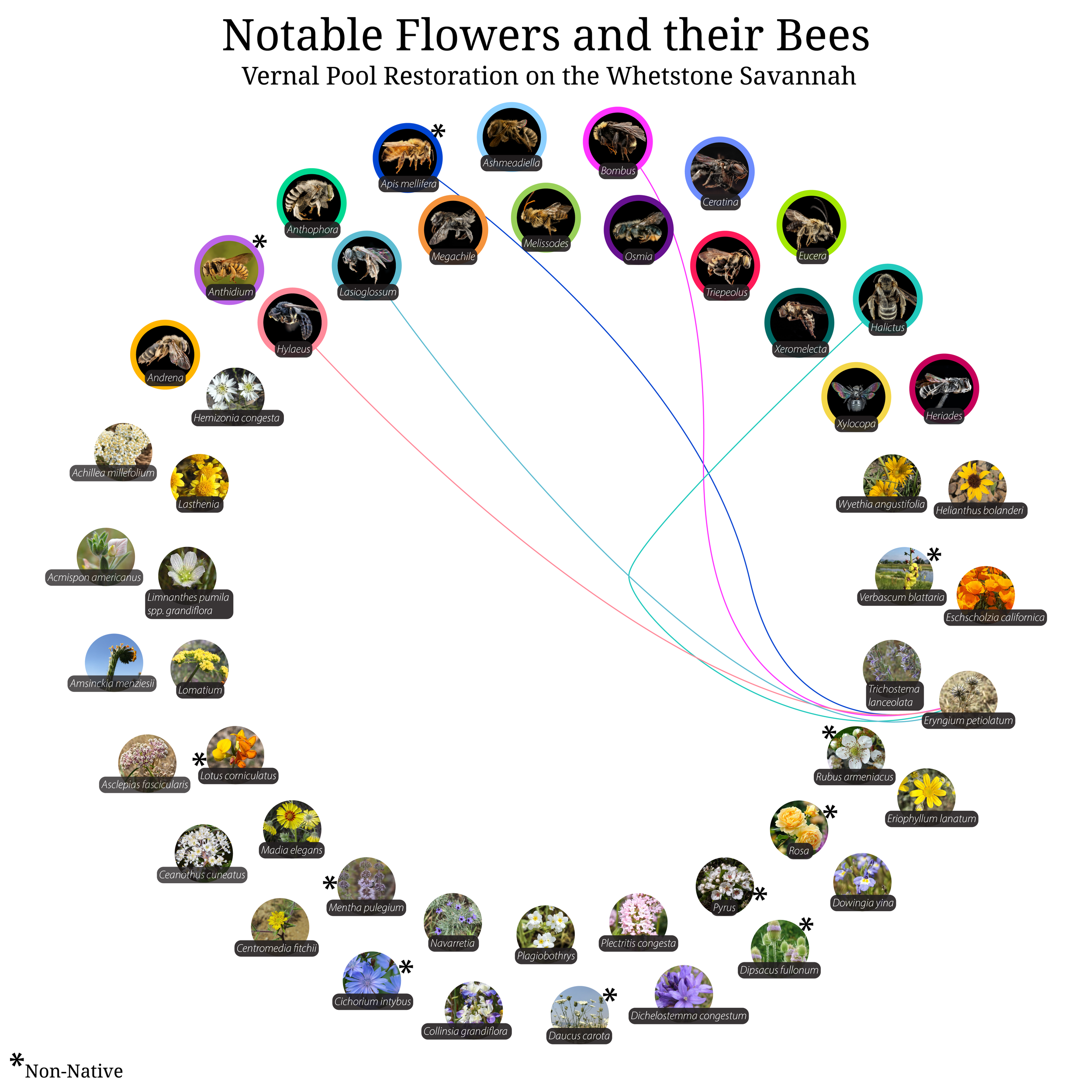 Bee-Girl_Relationship-Web_Eryngium petiolatum-01.png