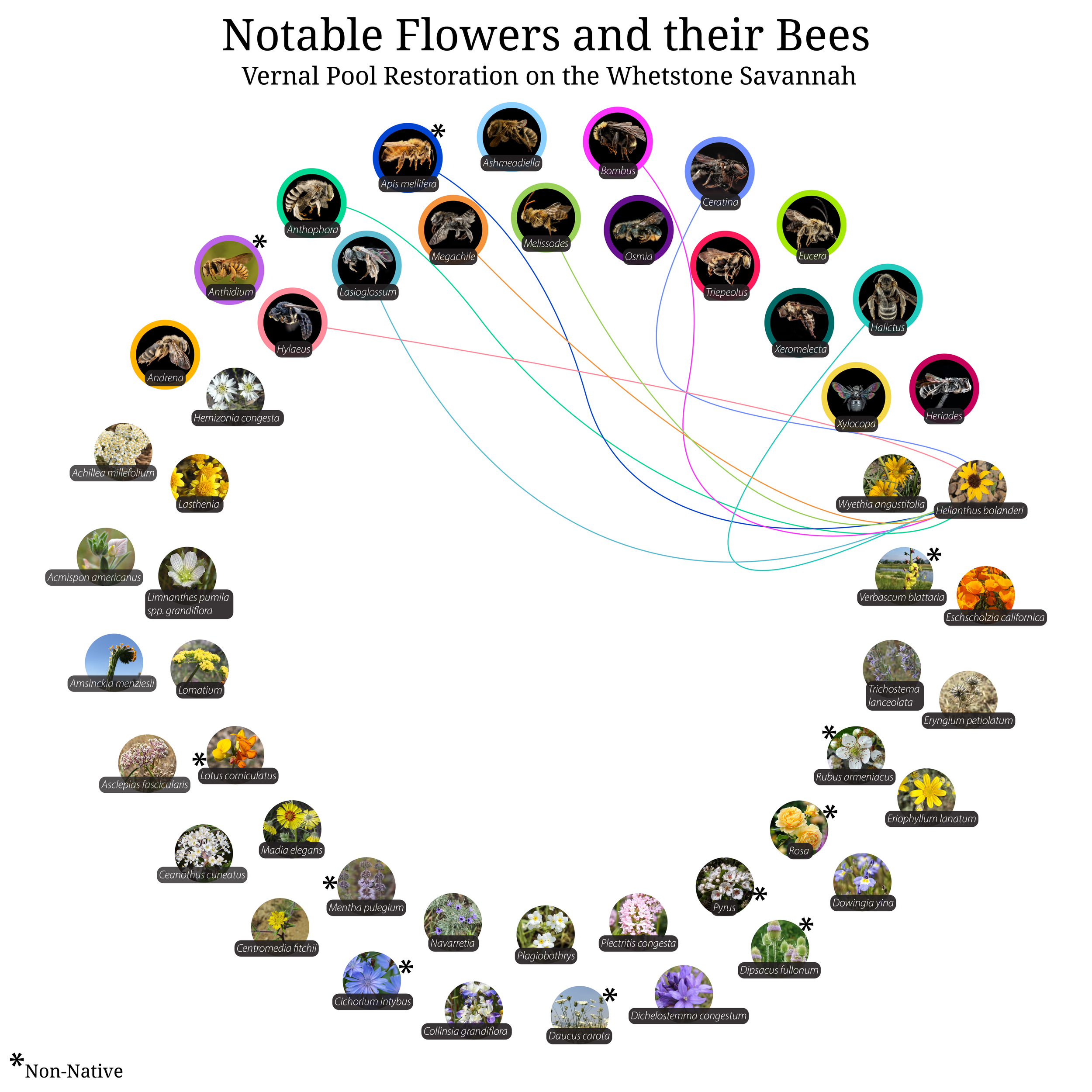 Bee-Girl_Relationship-Web_Helianthus bolanderi-01.png