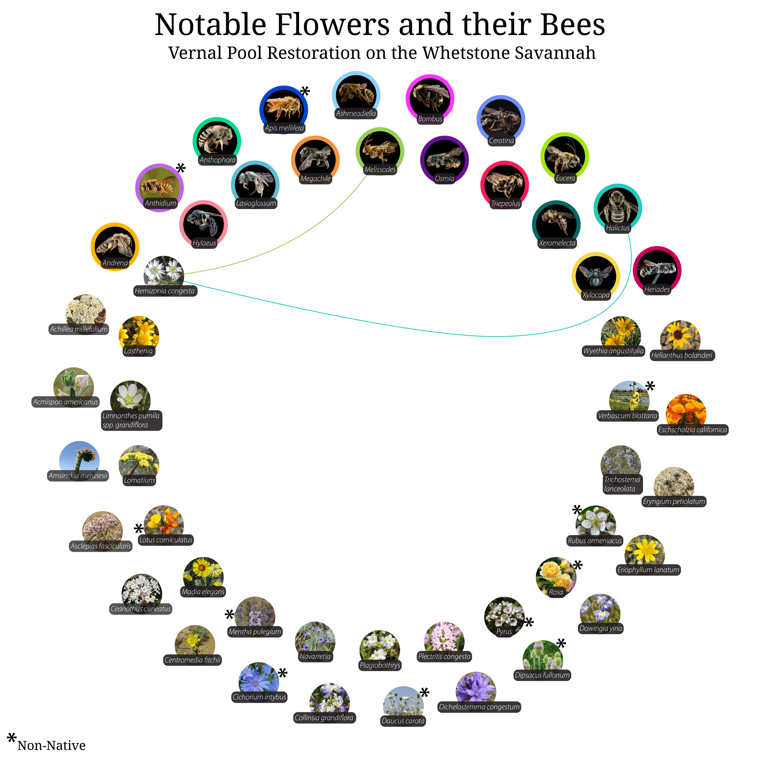 Bee-Girl_Relationship-Web_Hemizonia congesta-01.png