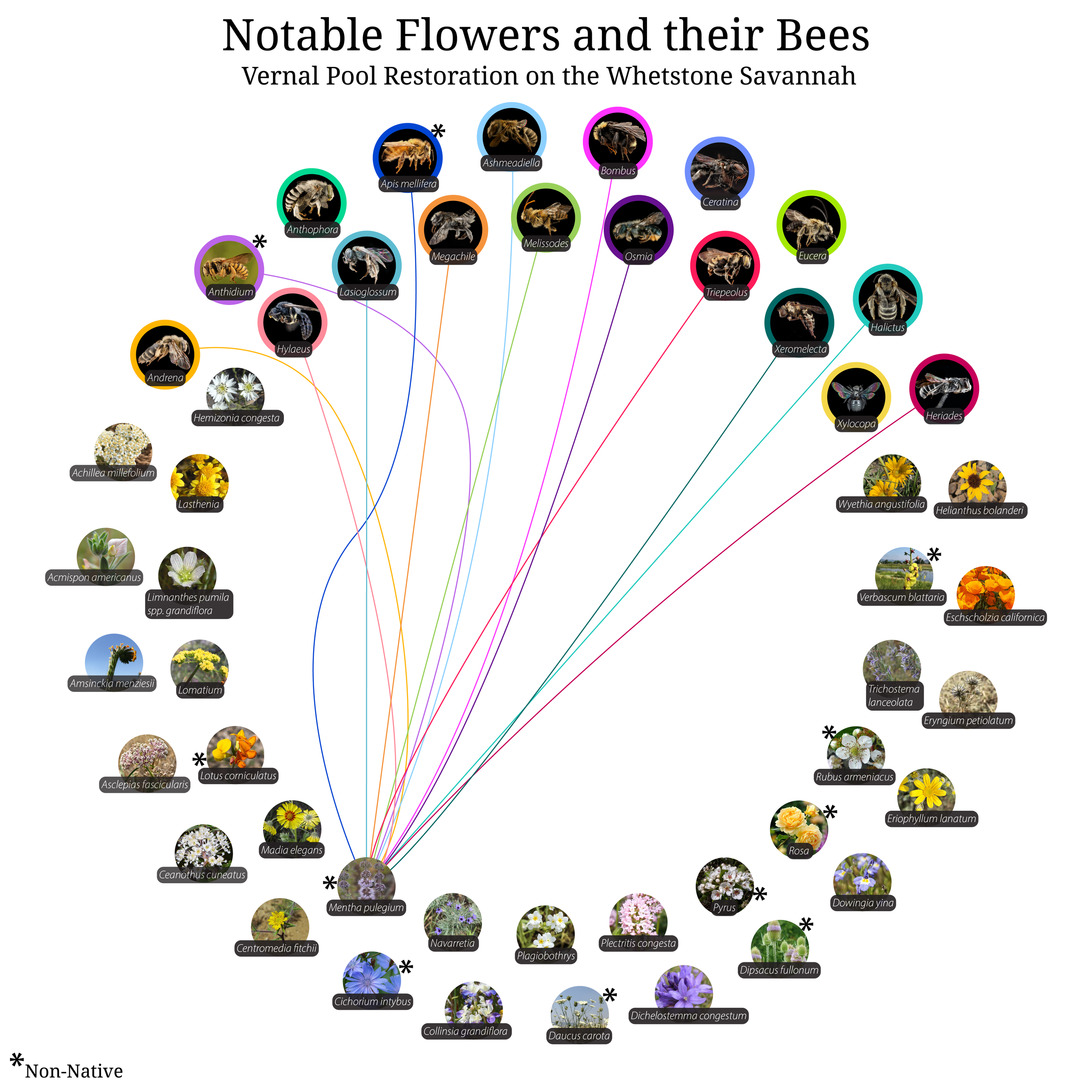 Bee-Girl_Relationship-Web_Mentha pulegium-01.png