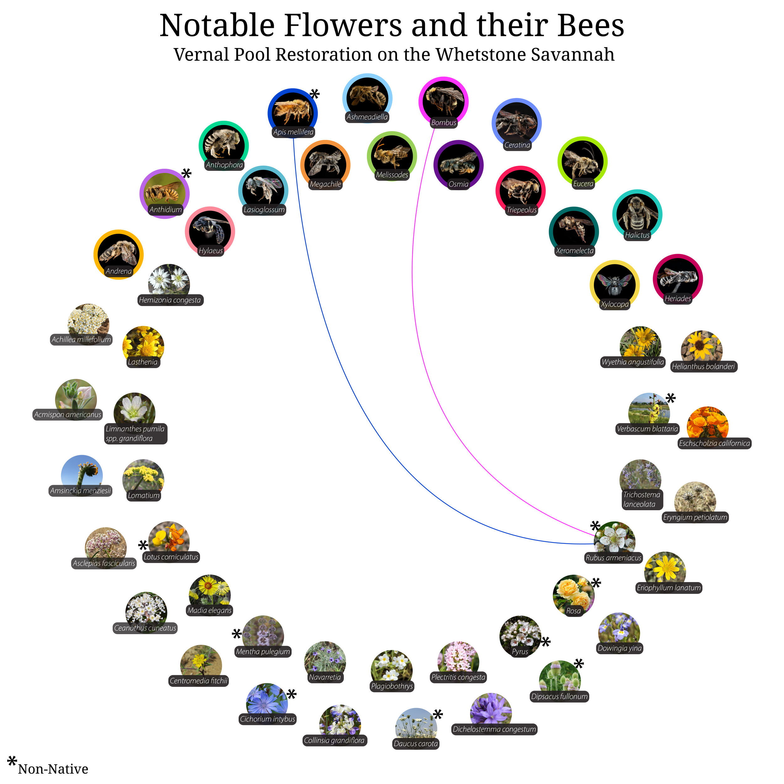 Bee-Girl_Relationship-Web_Rubus armeniacus-01.png