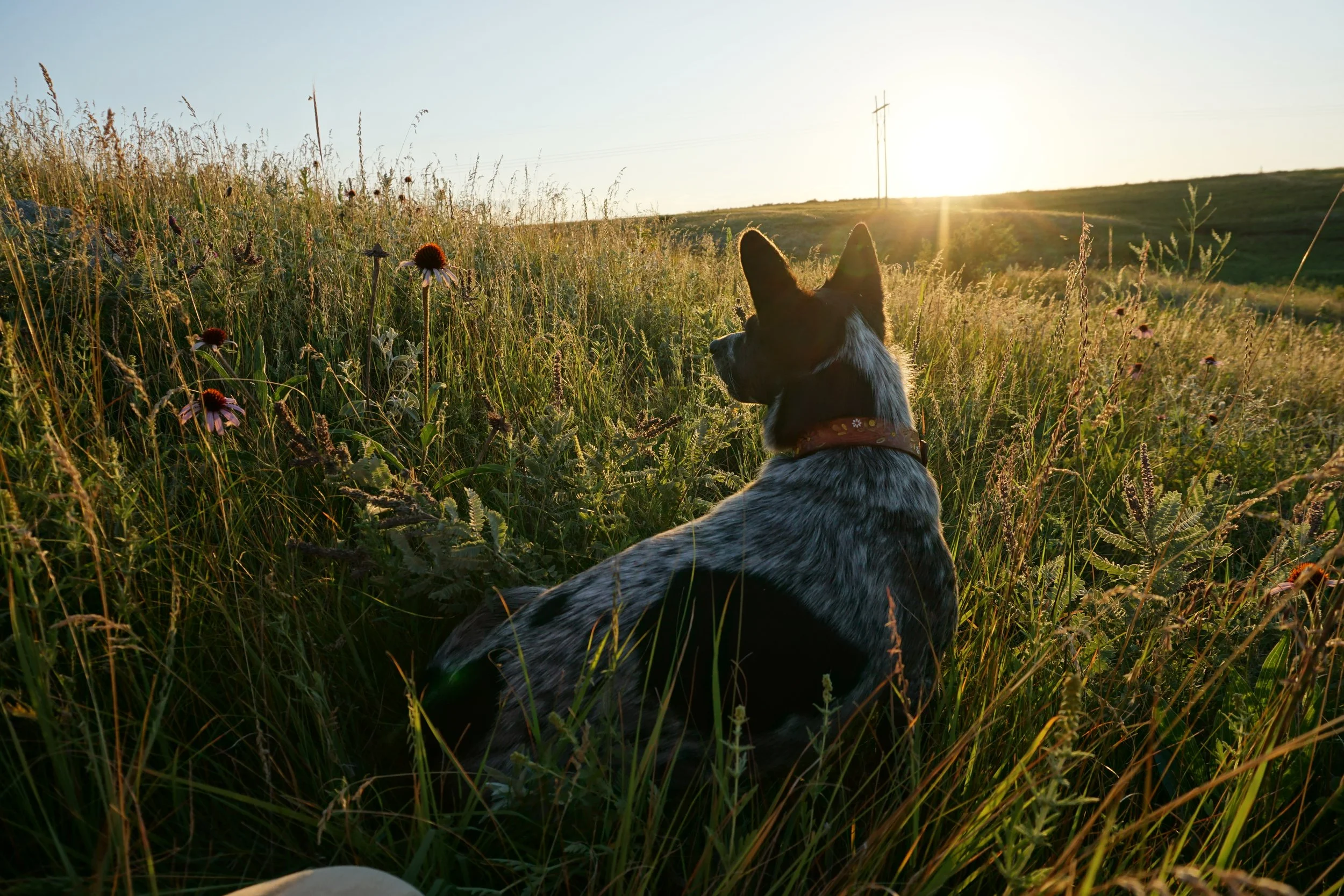 Regenerating Myself at Blue Dasher Farm