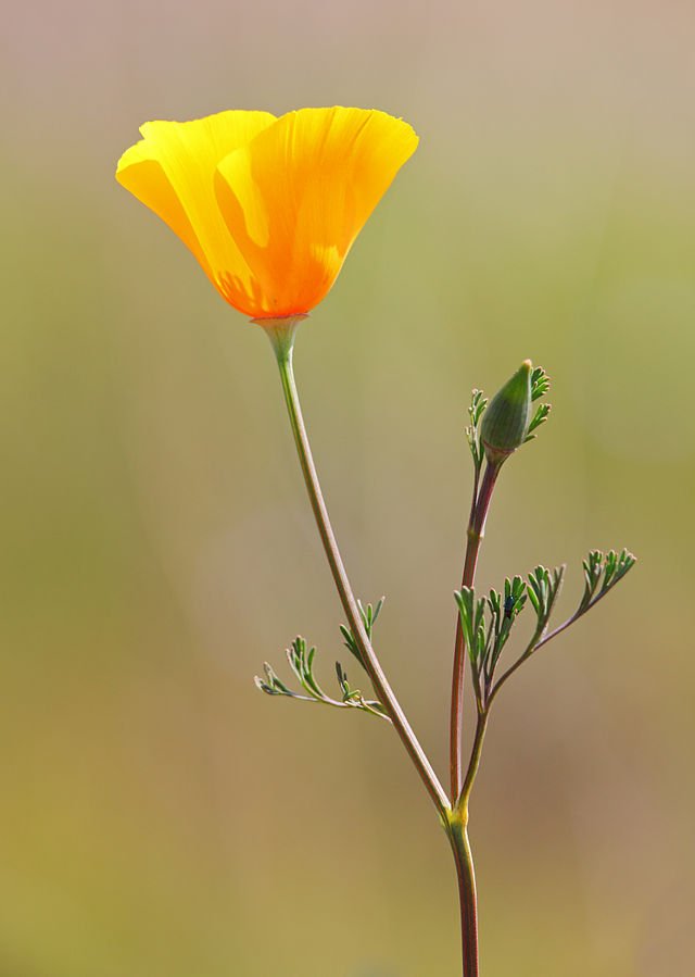 california poppy.jpg