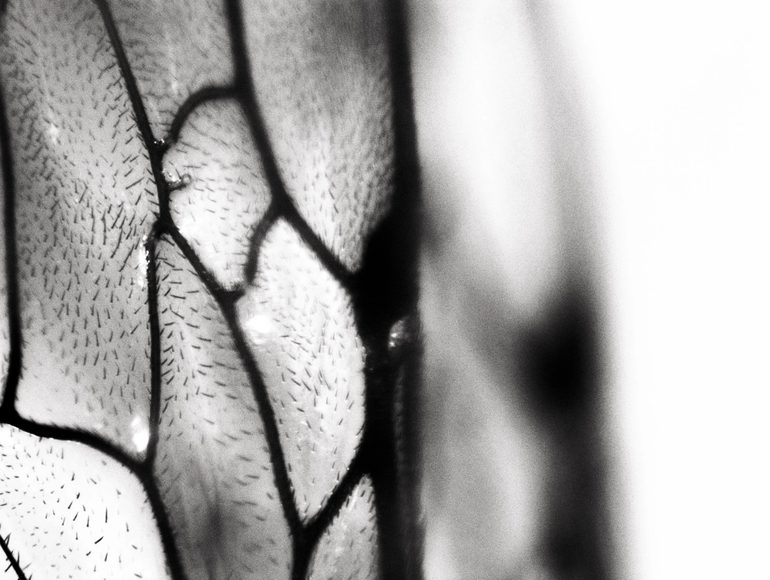 Cyanotype 46
