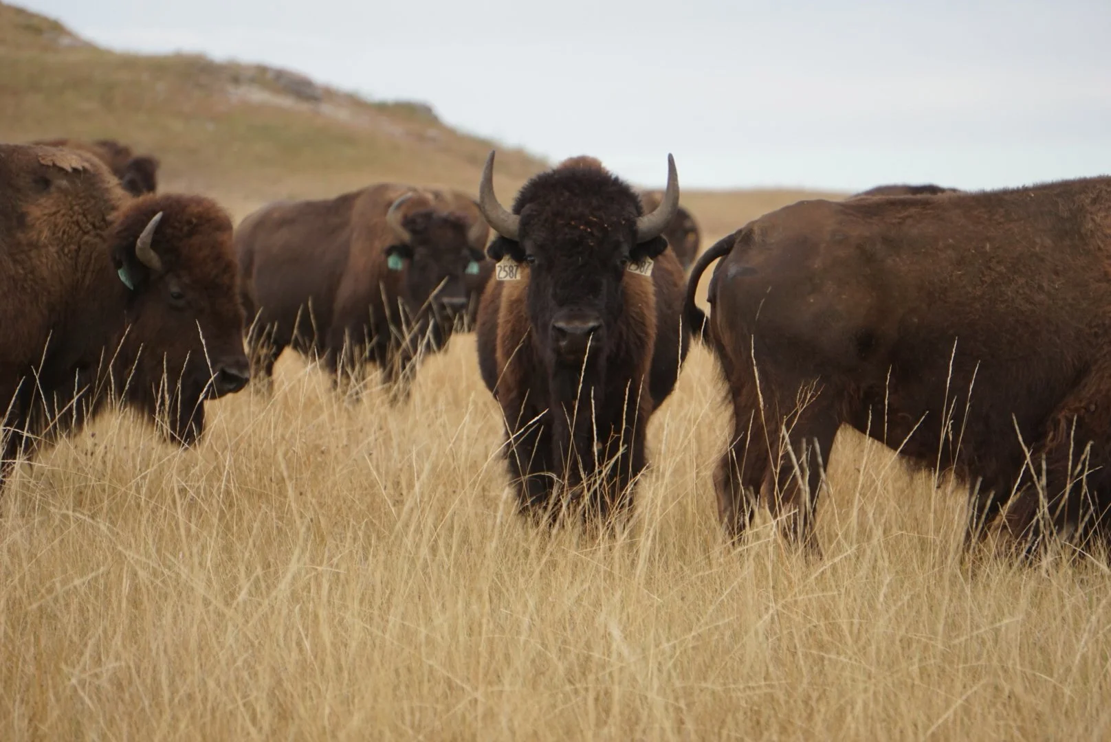 Bee &amp; Bison Habitat Project, 2024
