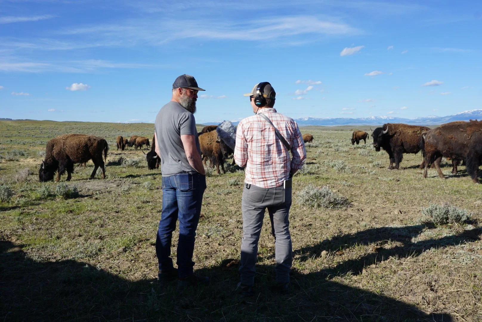 "Bison and Bee Habitat" project expands to MontanA