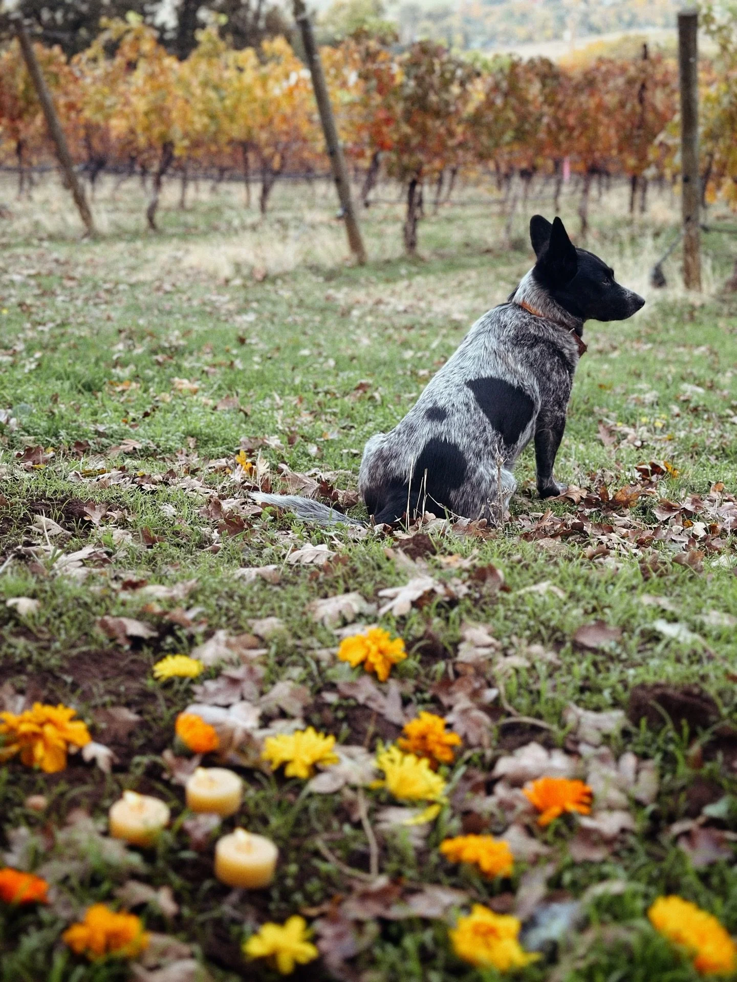 Gratitude from the Field: A Thanksgiving Reflection