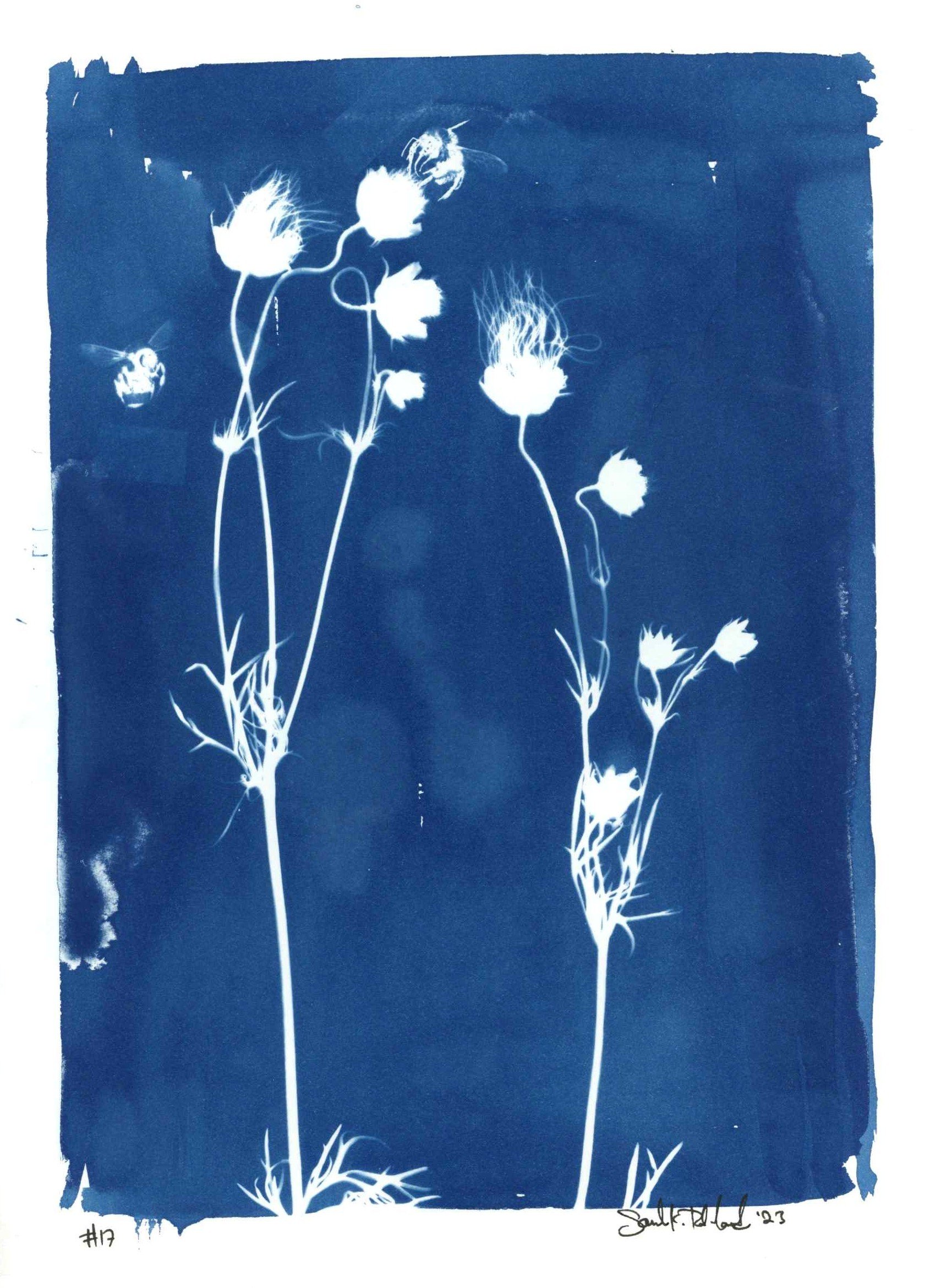 Cyanotype 17