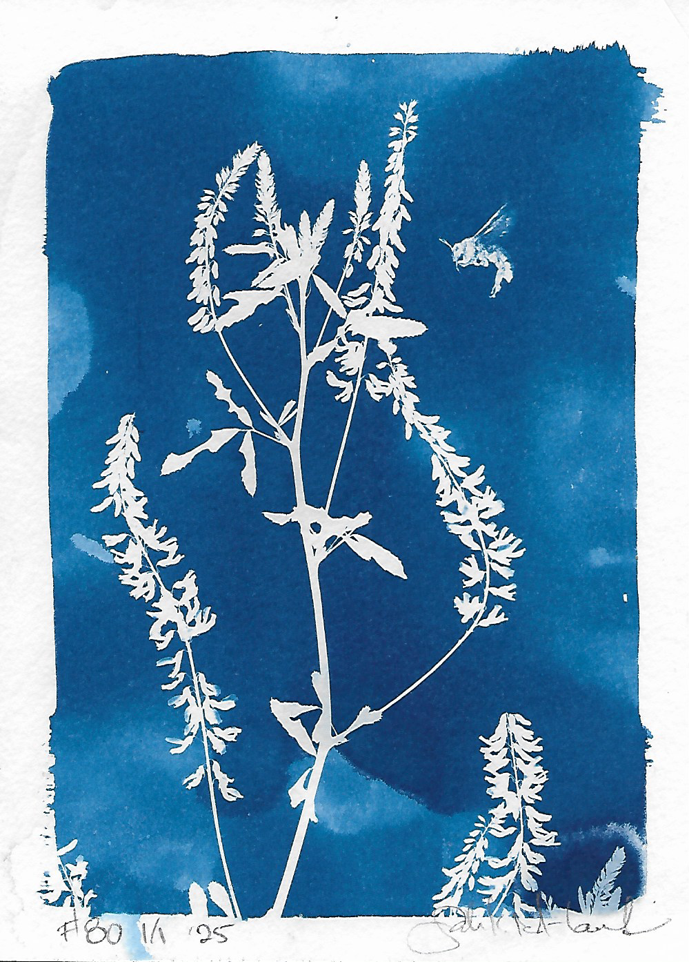 Cyanotype 80