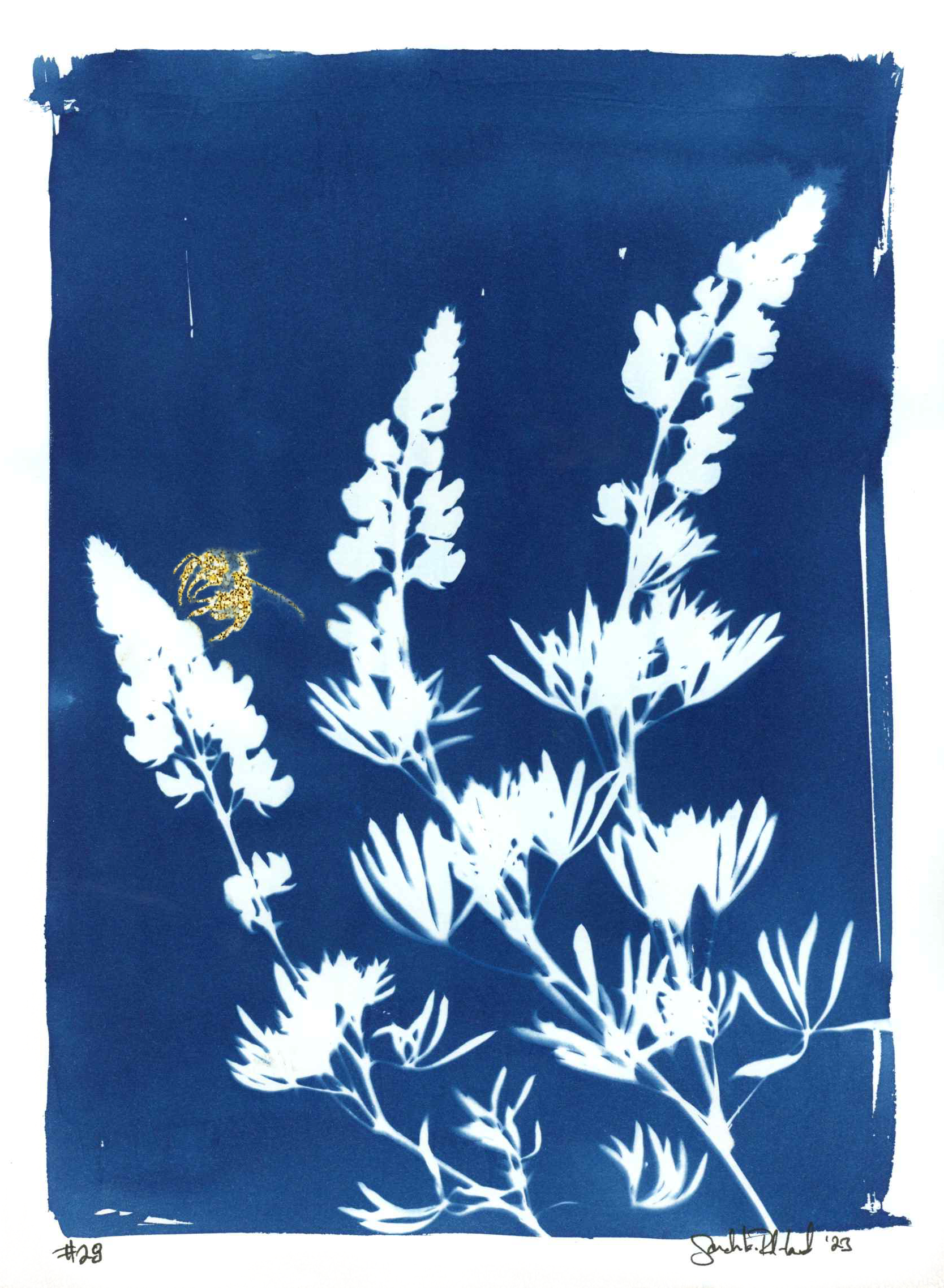 Cyanotype 28