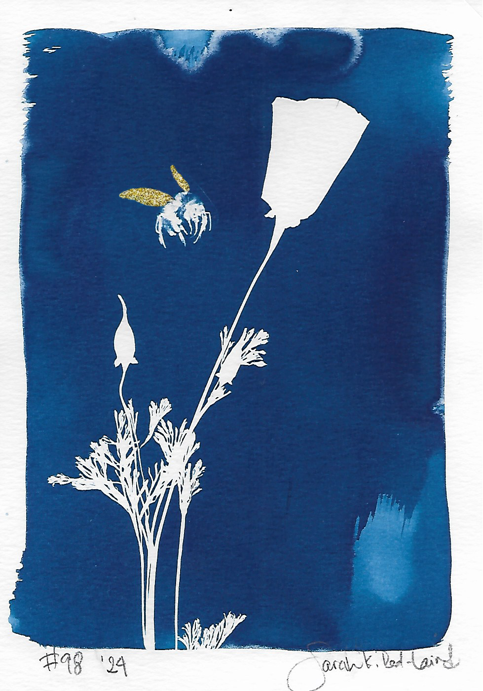 Cyanotype 98