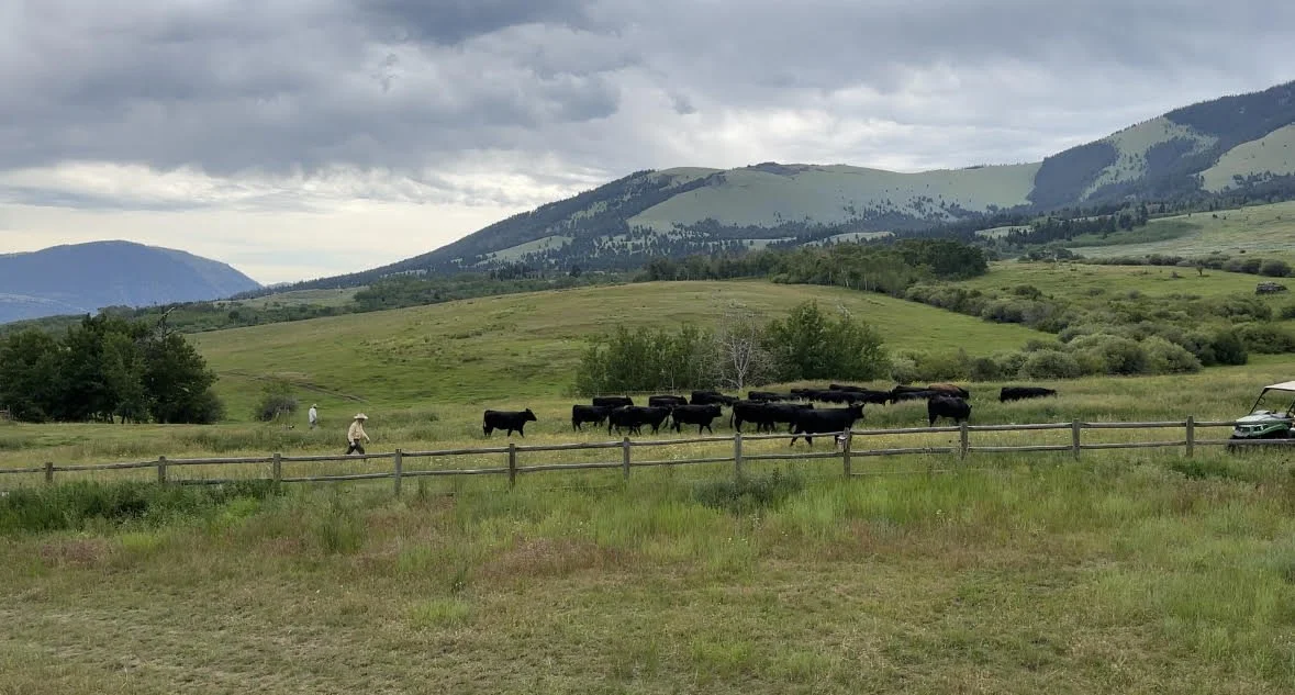 Jim Anderson Ranch Coexistence on the Anderson Ranch — Bee Girl