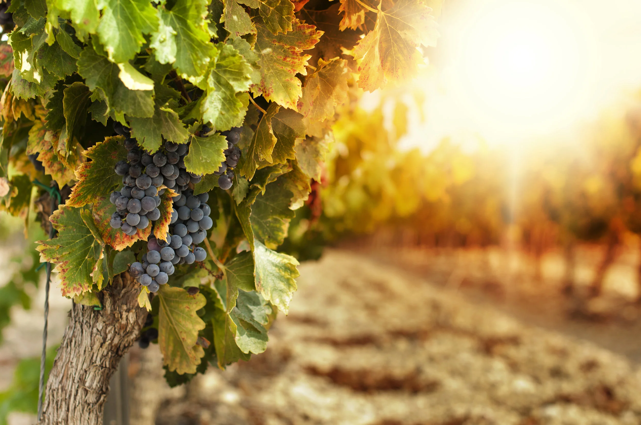 grapes.jpg