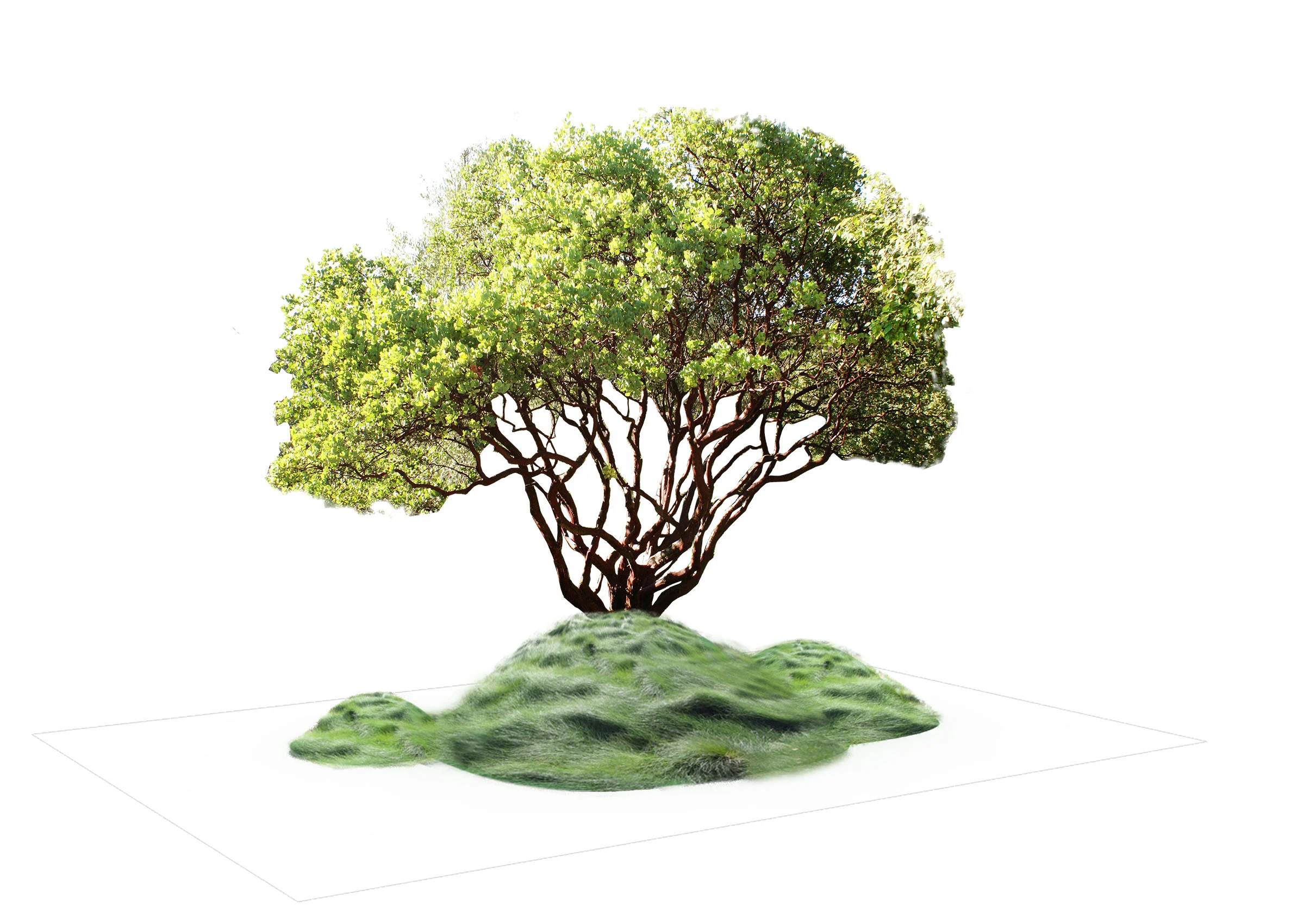 Woodland 1 Planting Scheme .jpg