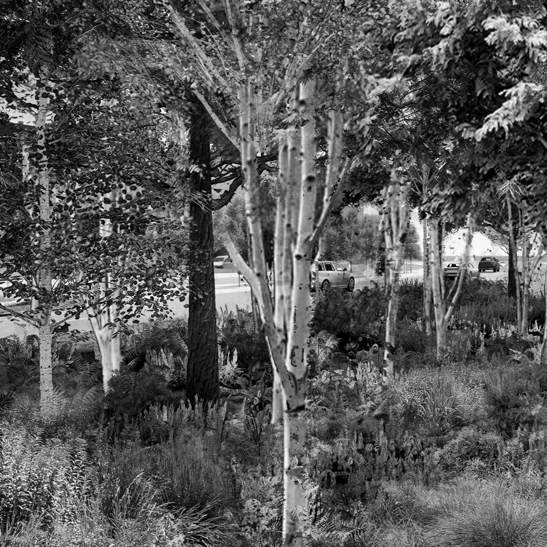 The resurgence and resilience of urban forestry.