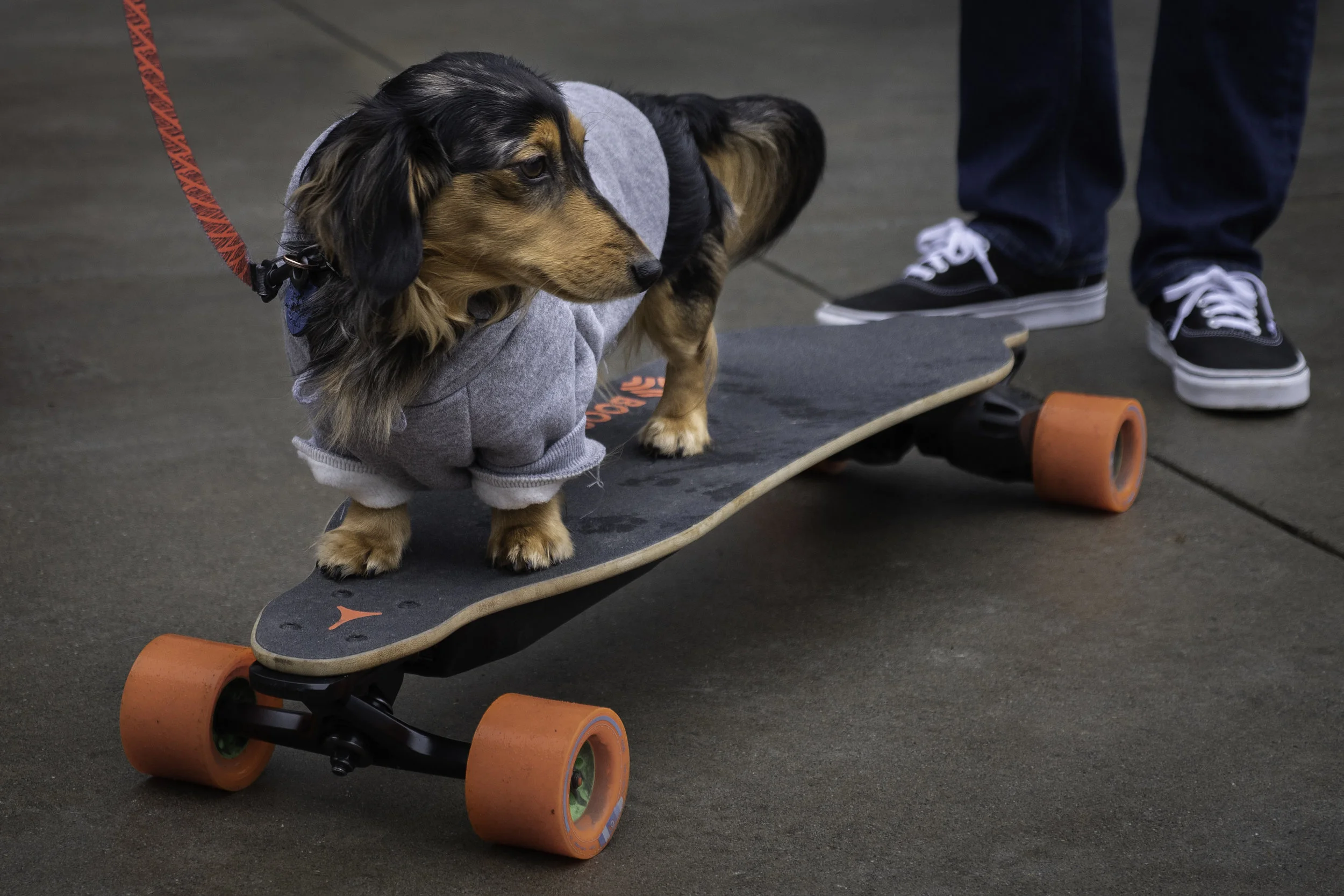 dog 2.jpg