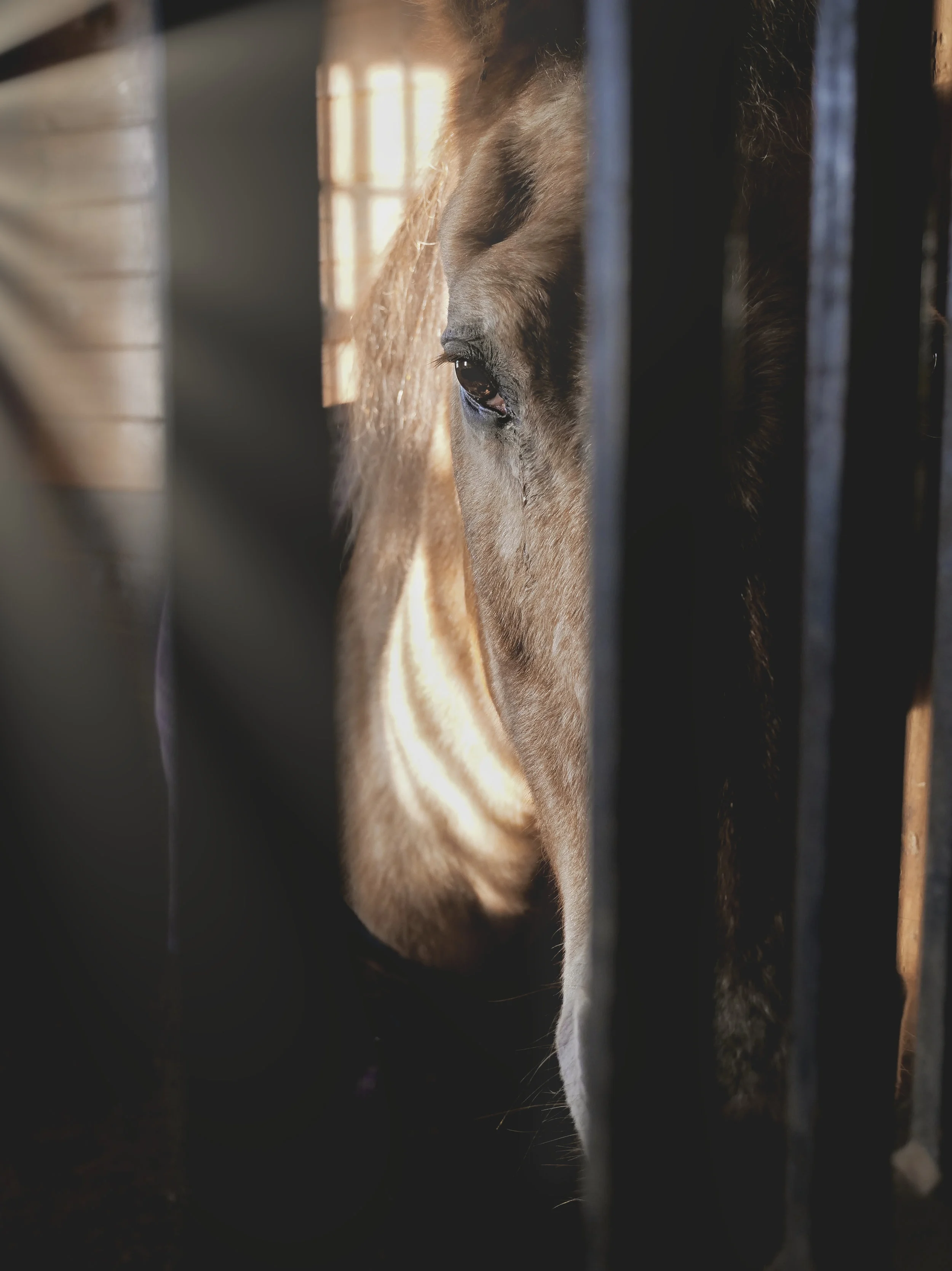 horse in stall 1.jpg
