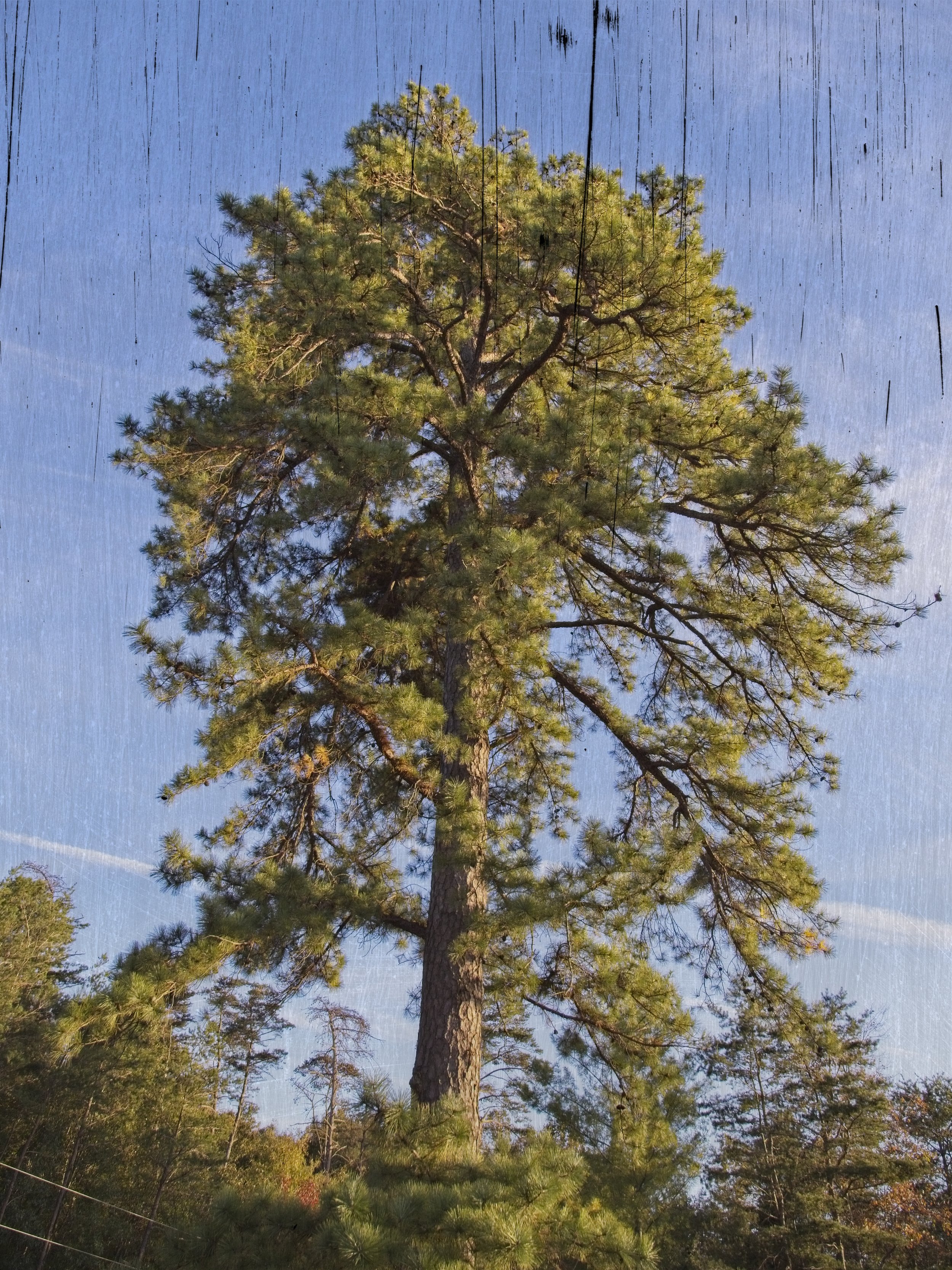 Brentsville stables tree (wood grain texture).jpg