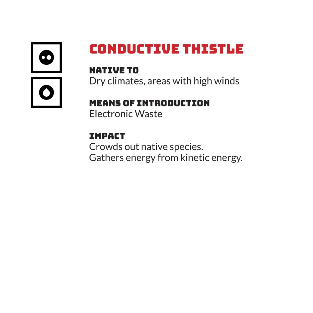 Thistle.jpg