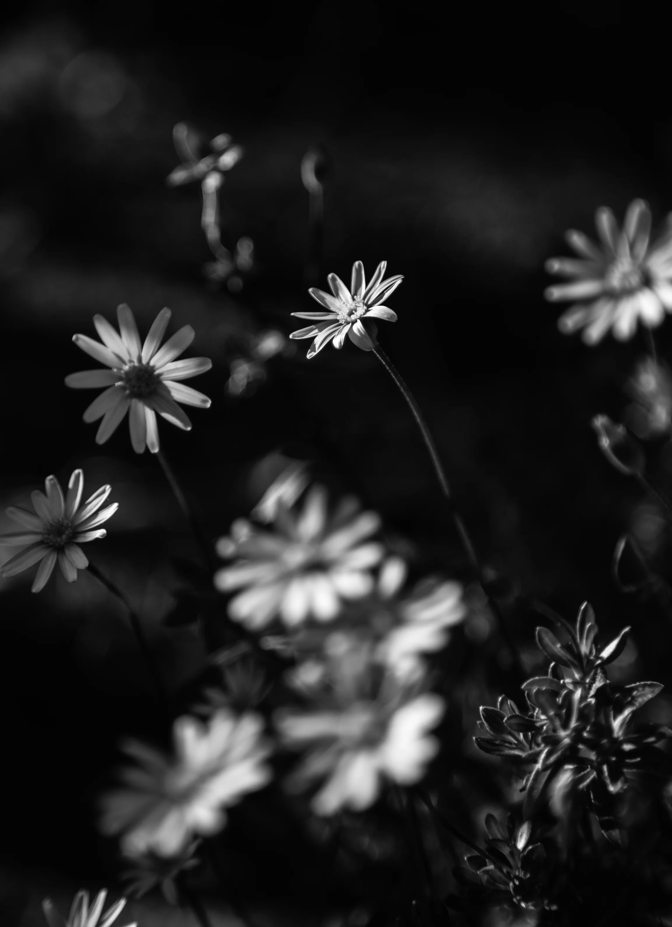 Monaco Flowers for Website with Limited Size (1 of 2).jpg