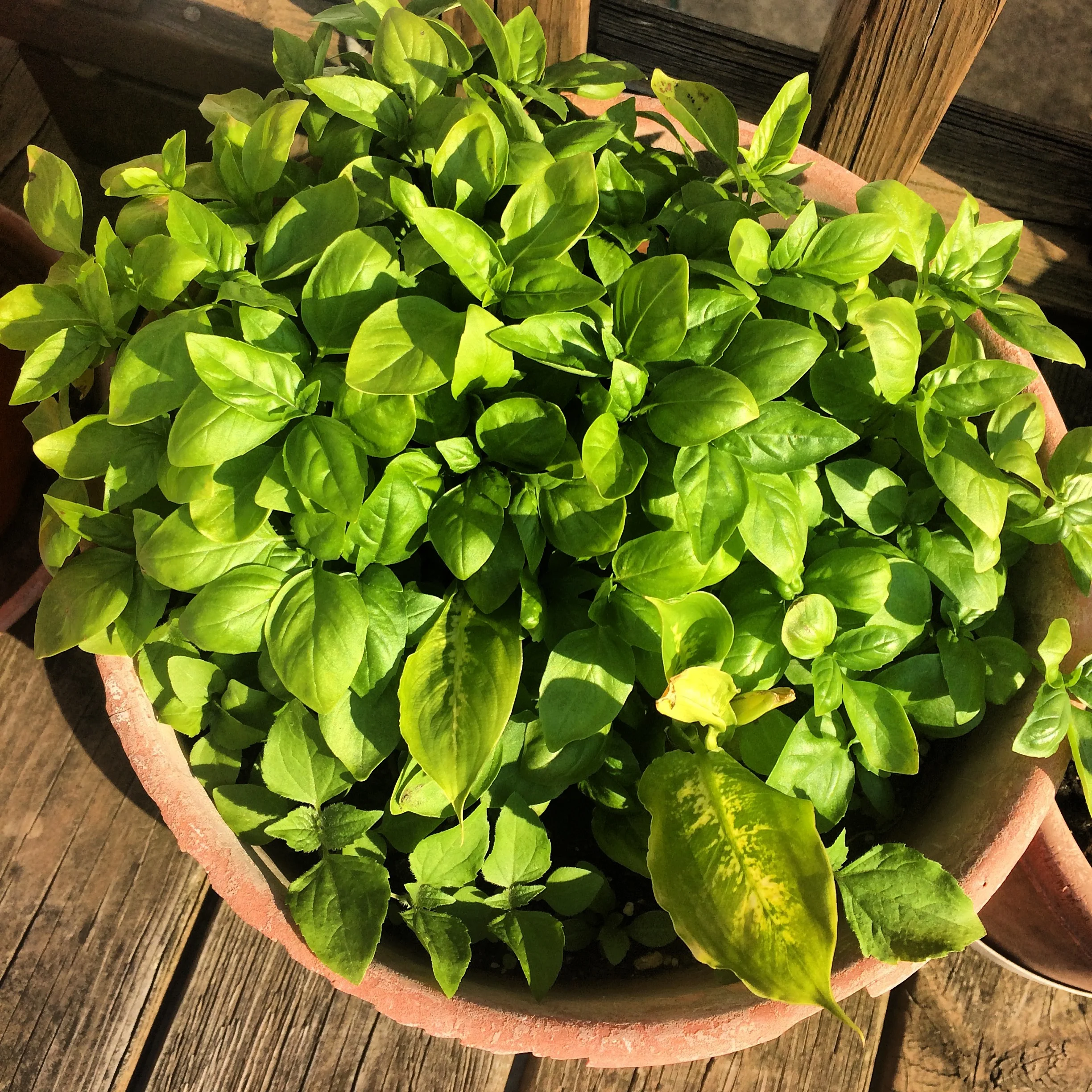Basil.jpg