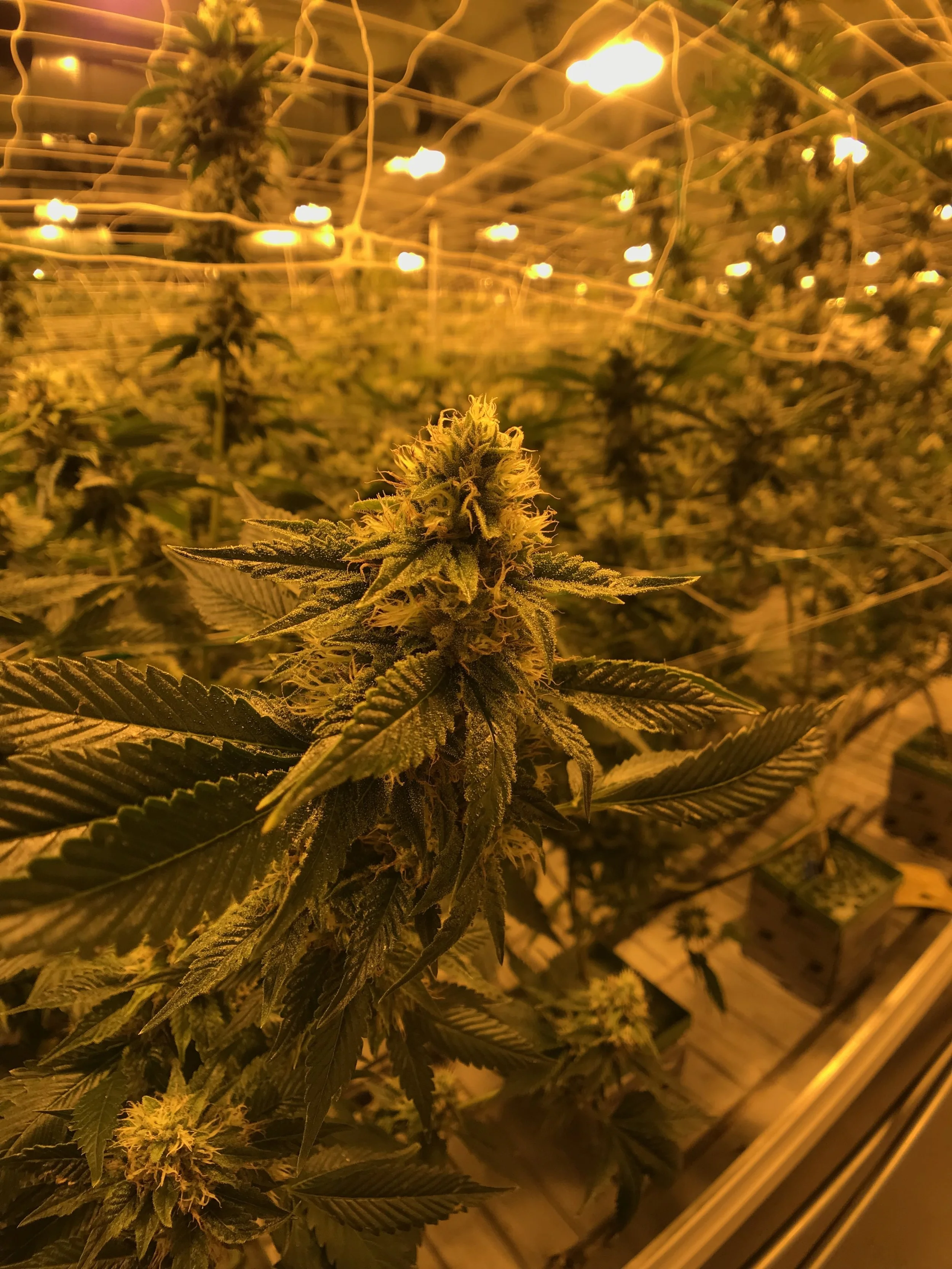 Bloom Room at Licensed Facility in Adelanto, CA.