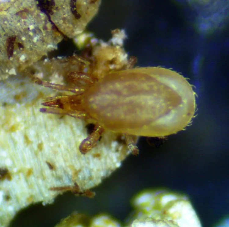 mite close up.jpg