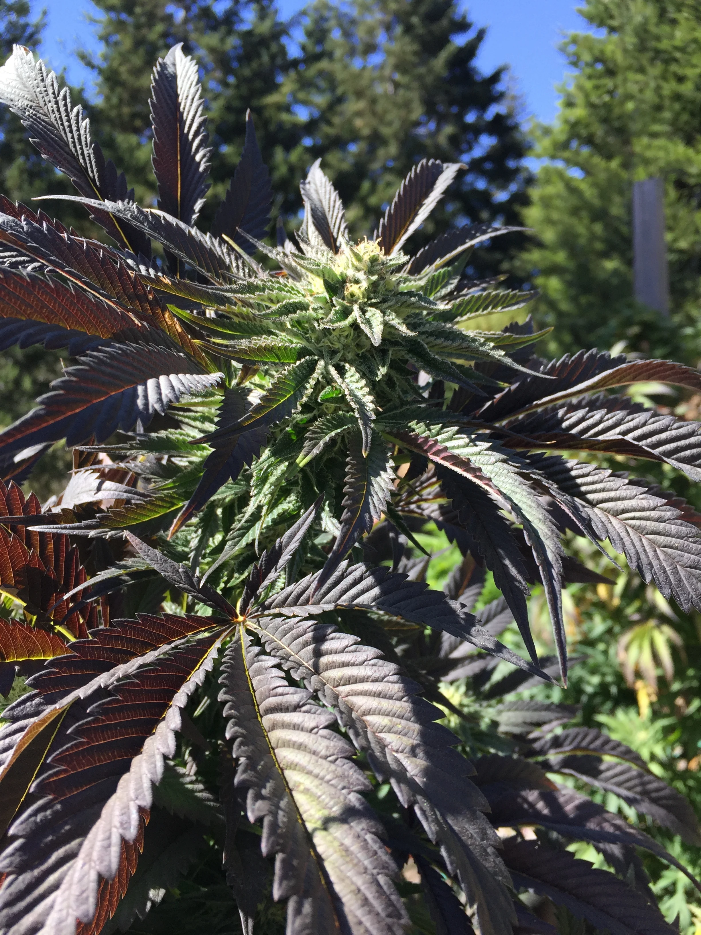 Clean Cannabis Sungrown in Norcal