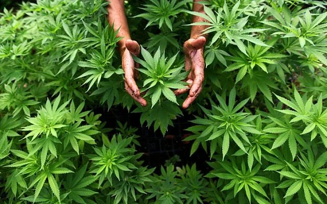 Holistic Cannabis Healing