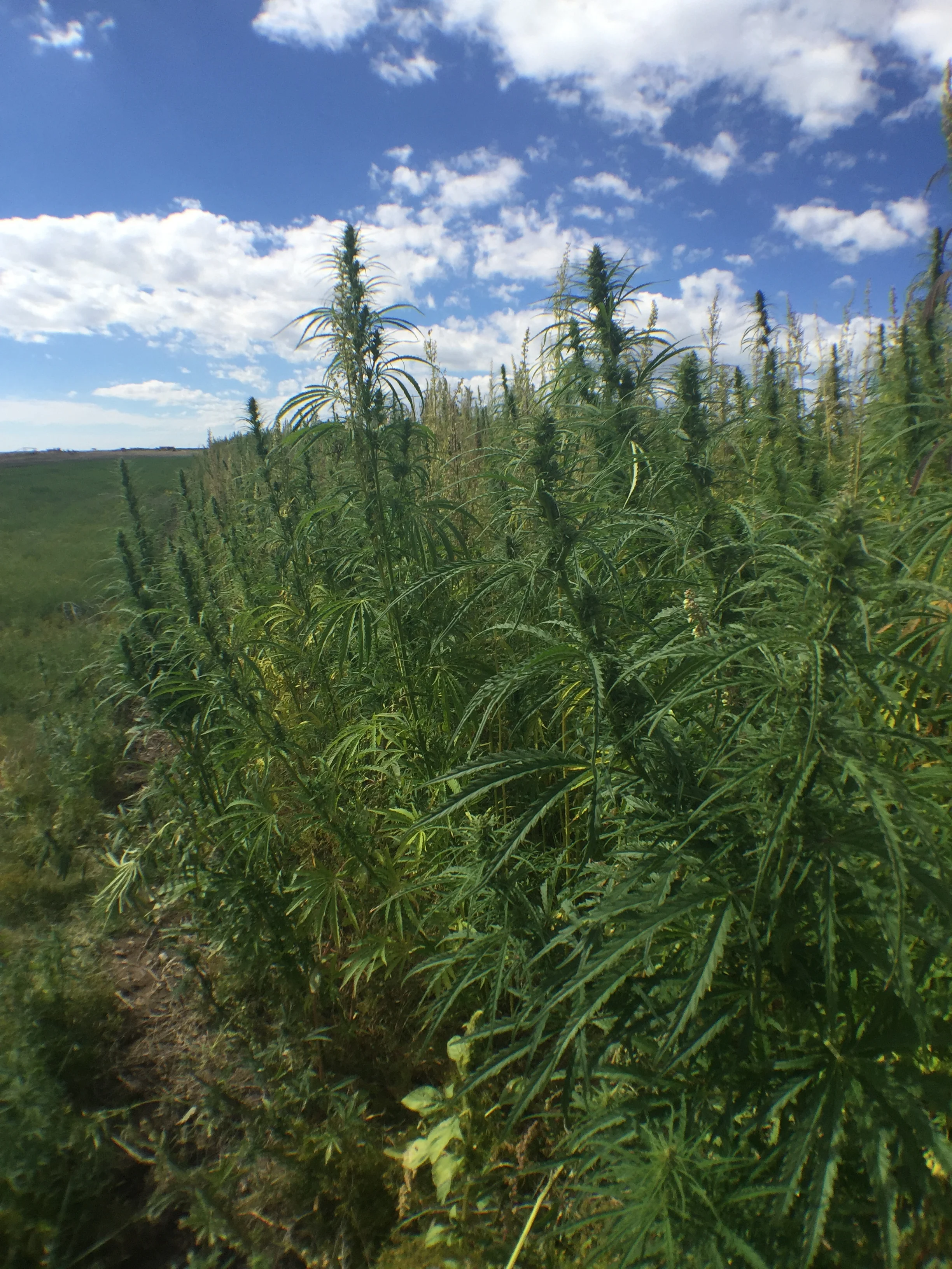Hemp Field Seeds from www.fenoseedbank.com enter “Boomspharm” get 15% OFF