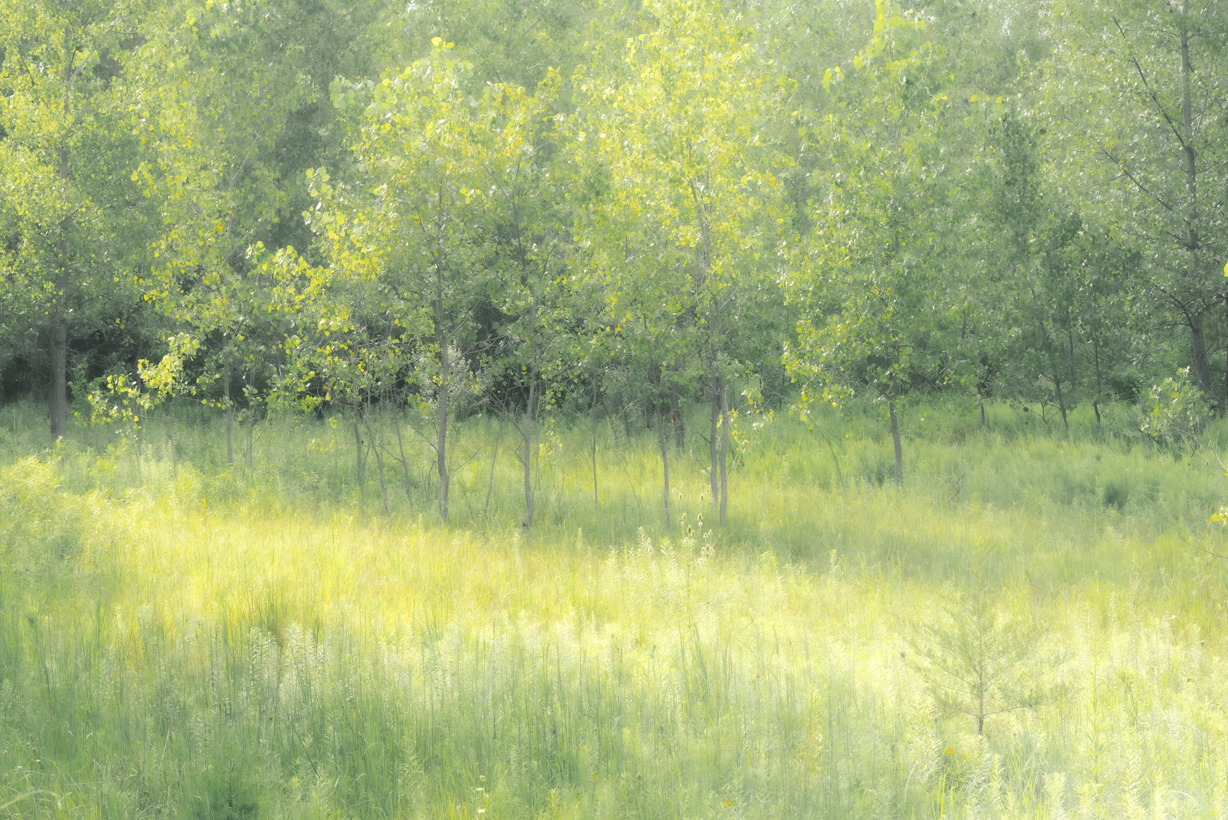 Midwest Landscape Photography - Woodland