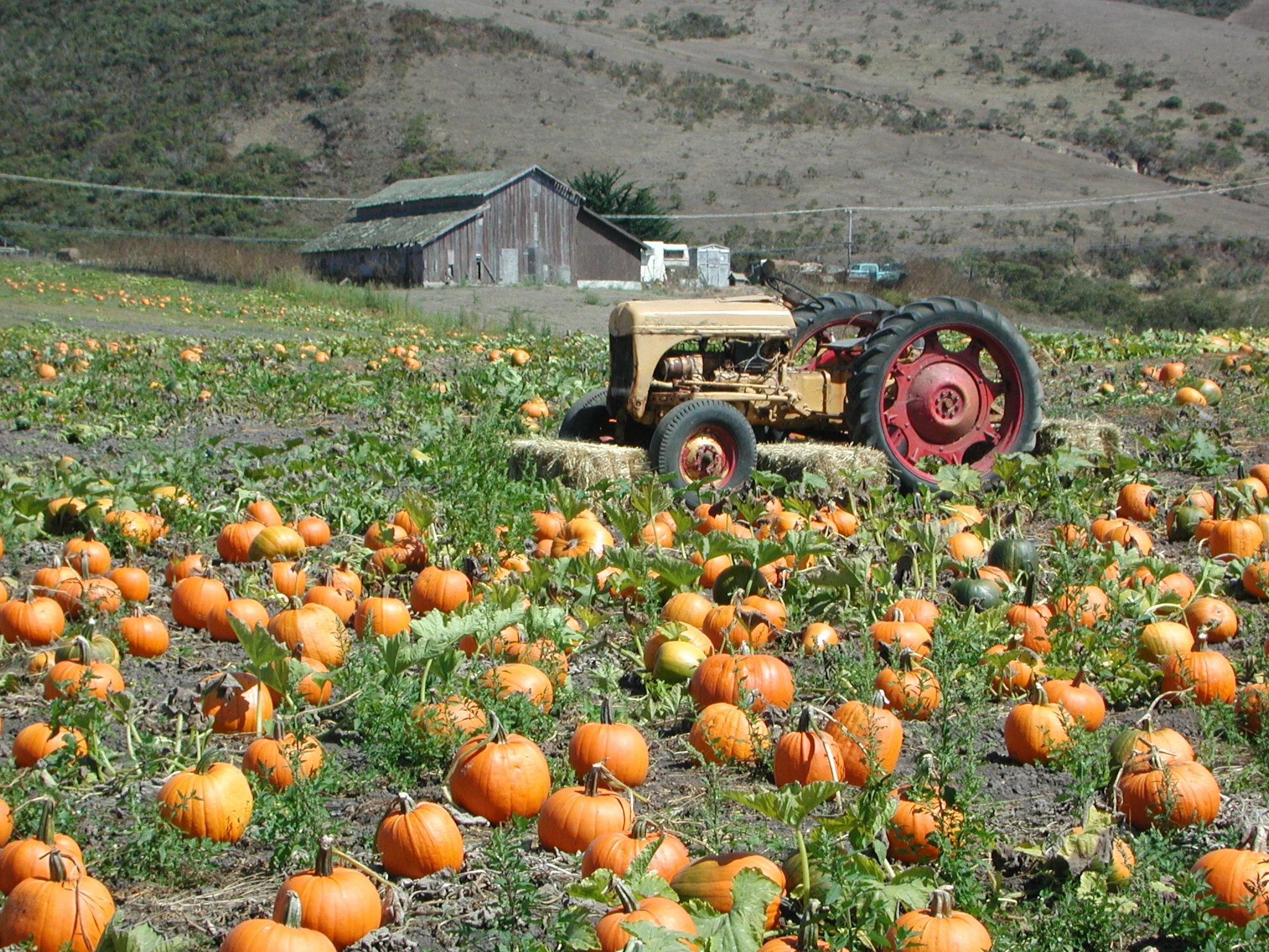 Where to Eat (and Drink) Pumpkin This Season
