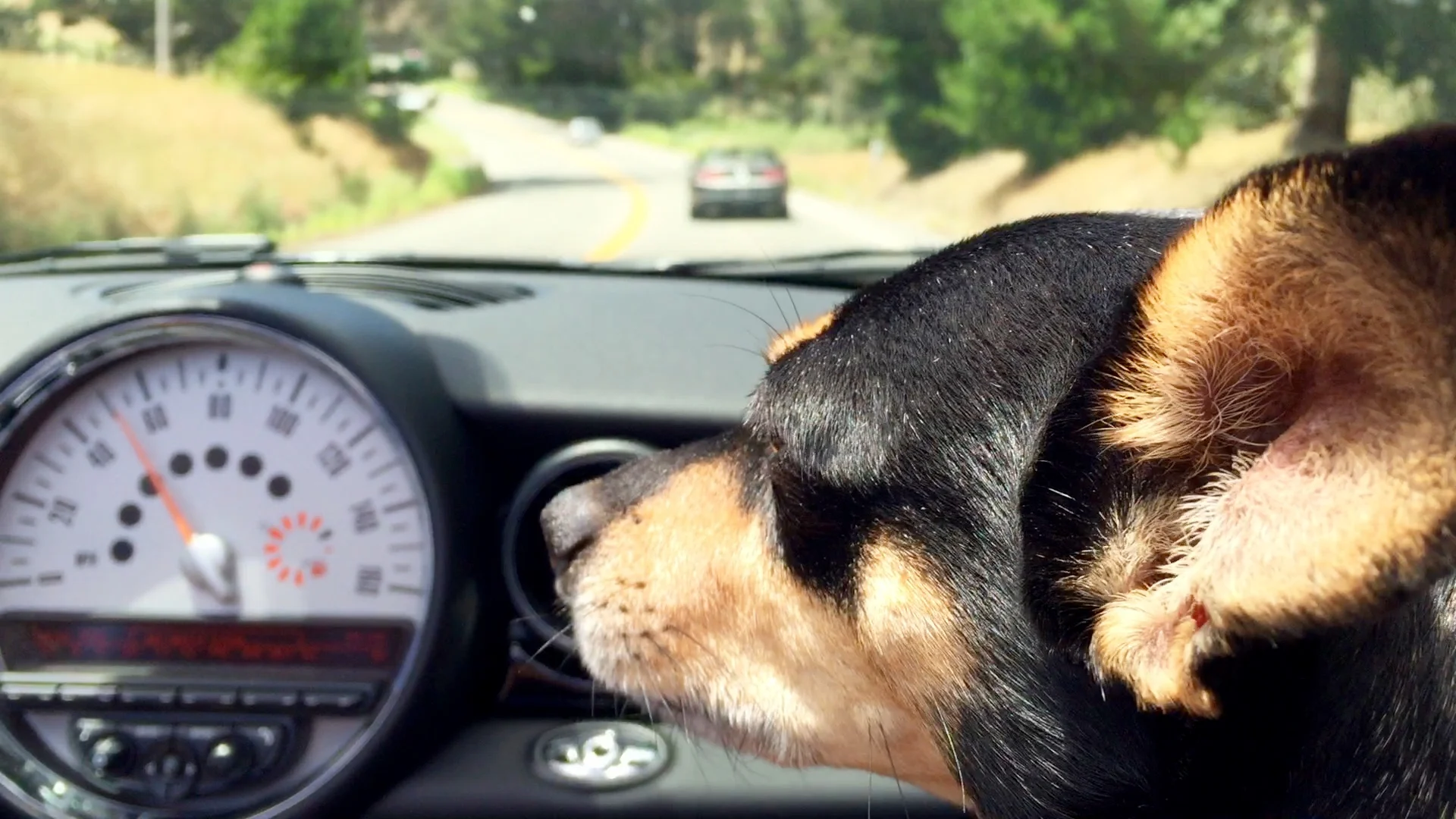 Dog Friendly Restaurants and Bars in West County & SF