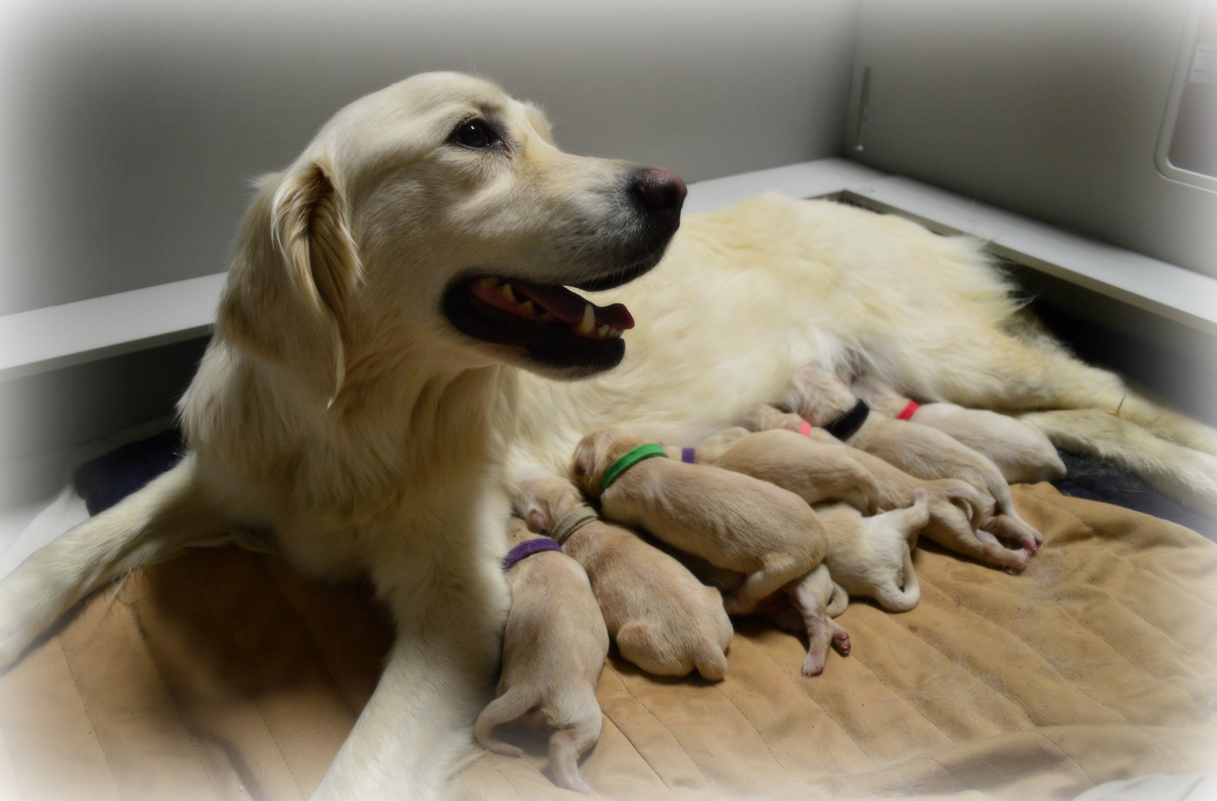 Nika with the first 7 of 9 puppies.