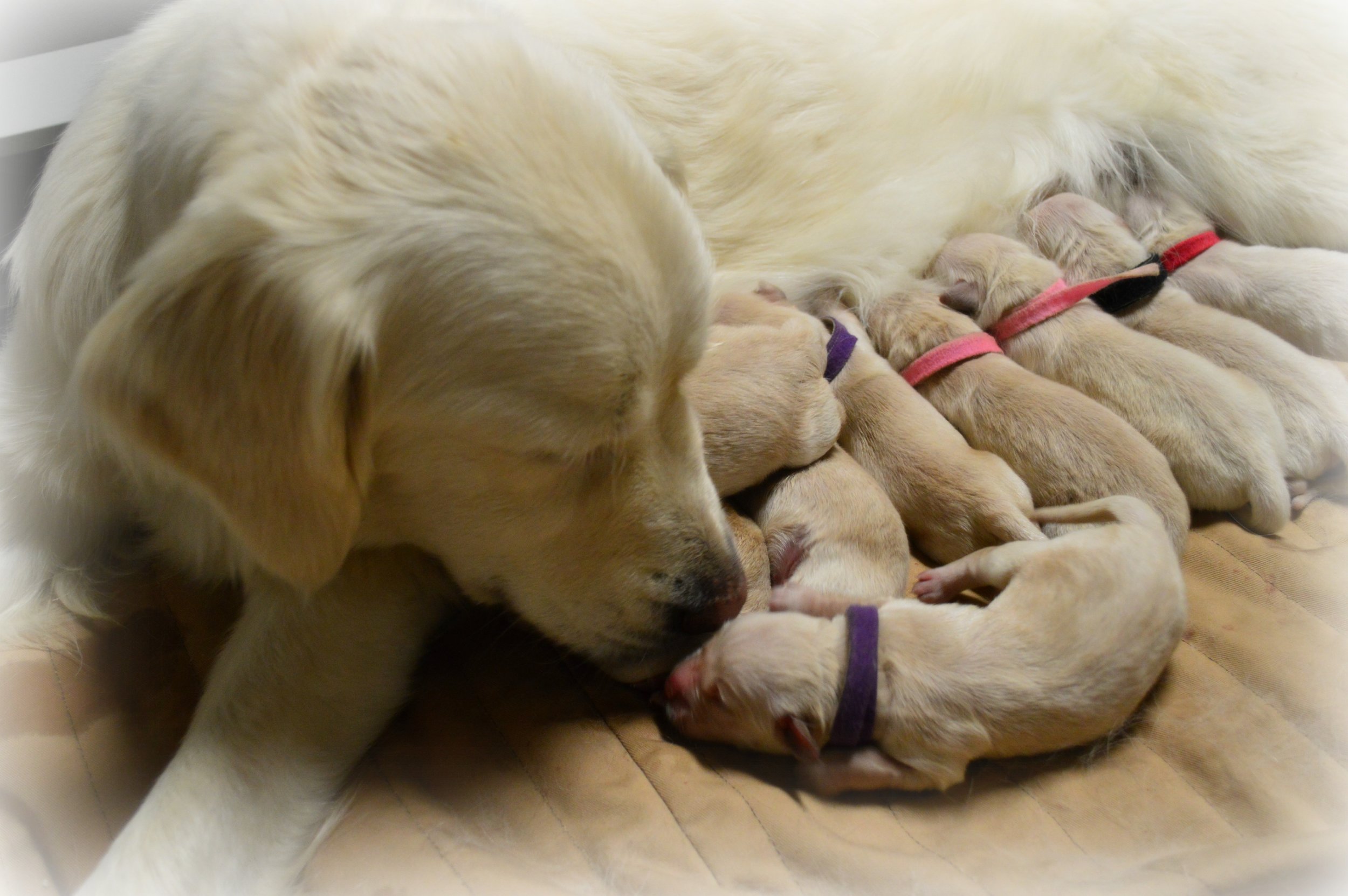 Nika loving on her puppies.