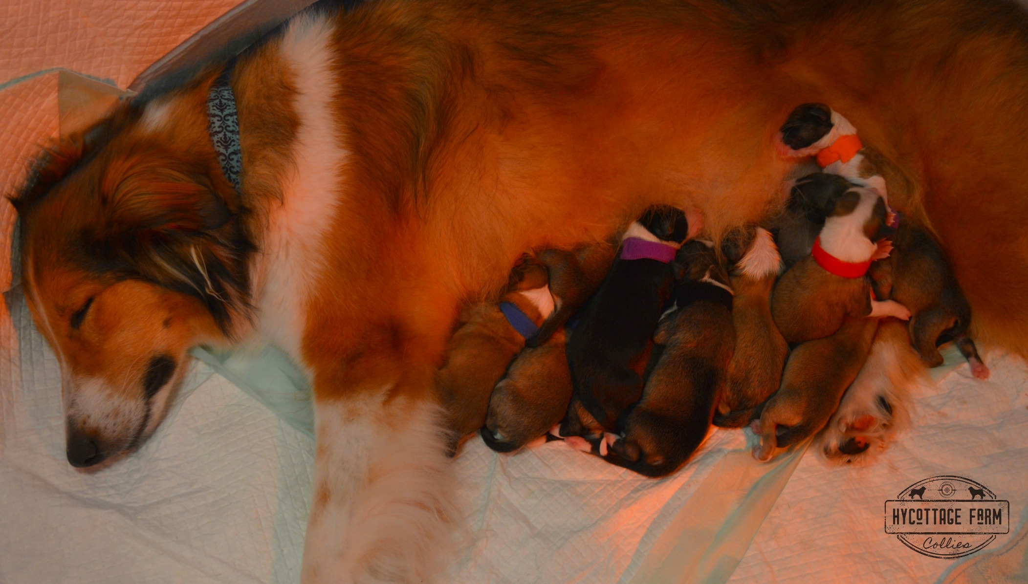 Willow and puppies sleeping after labor.jpg