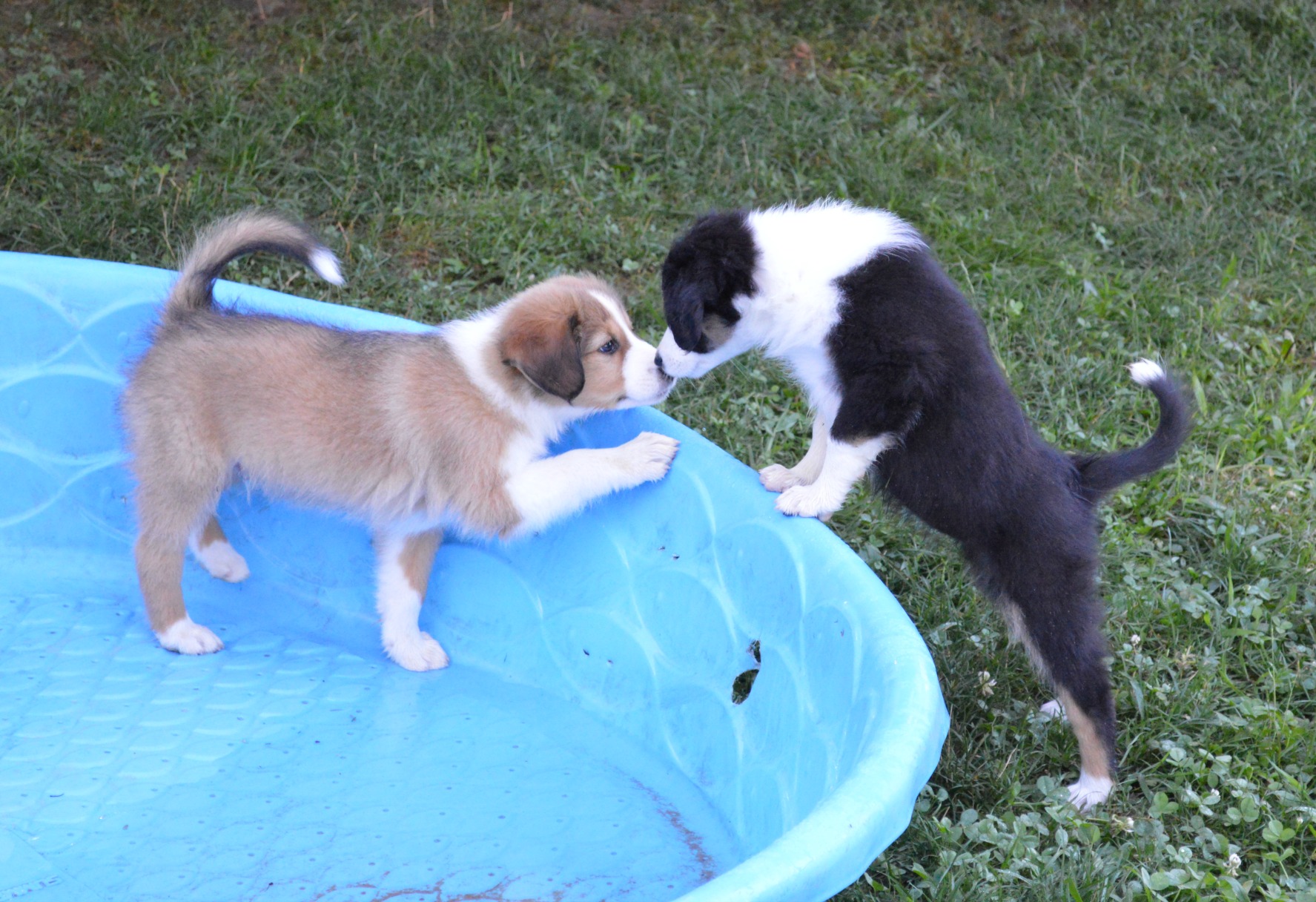 Hickory and Oakley in the pool 9wks.jpg