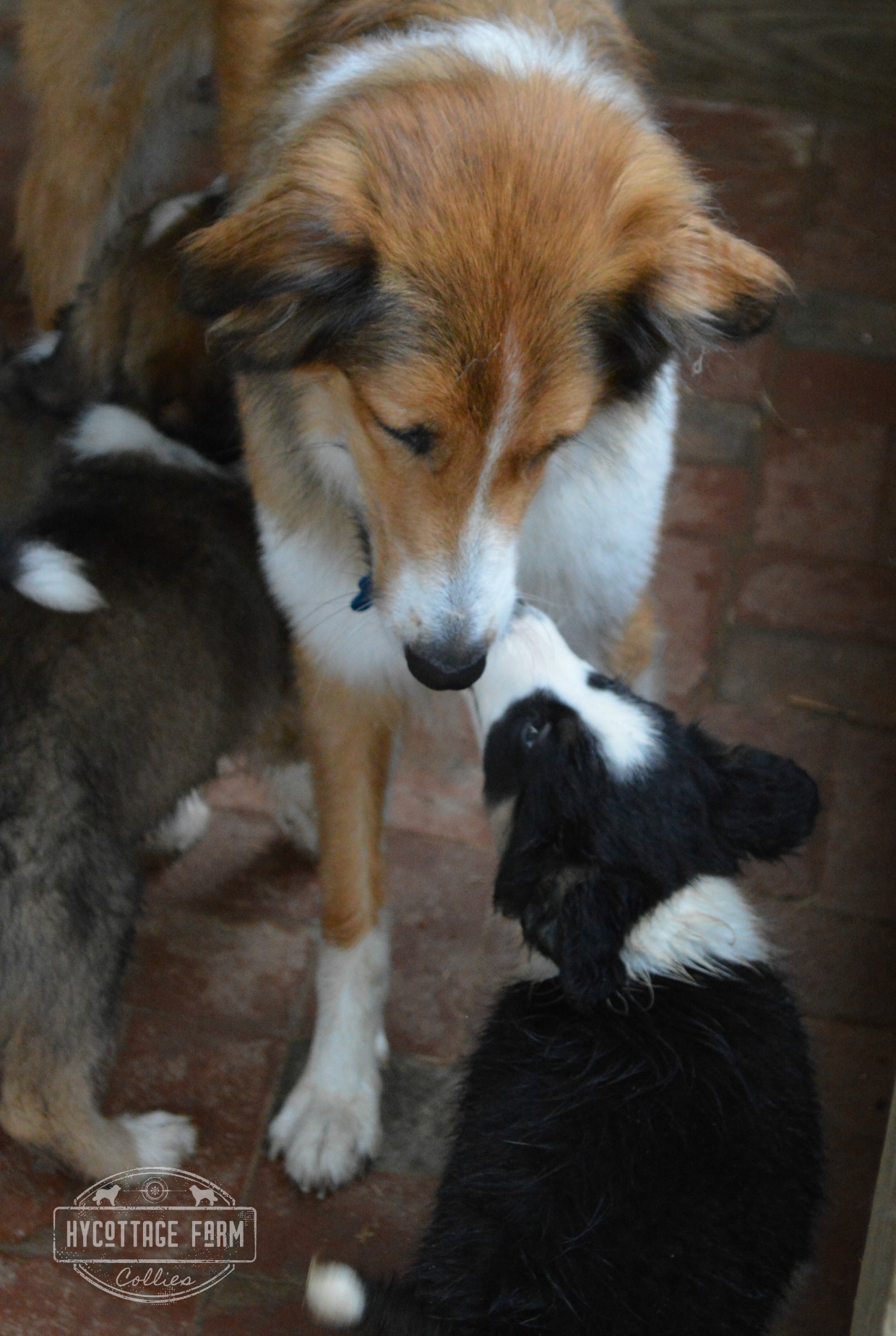 Willow and Oakley kisses.jpg