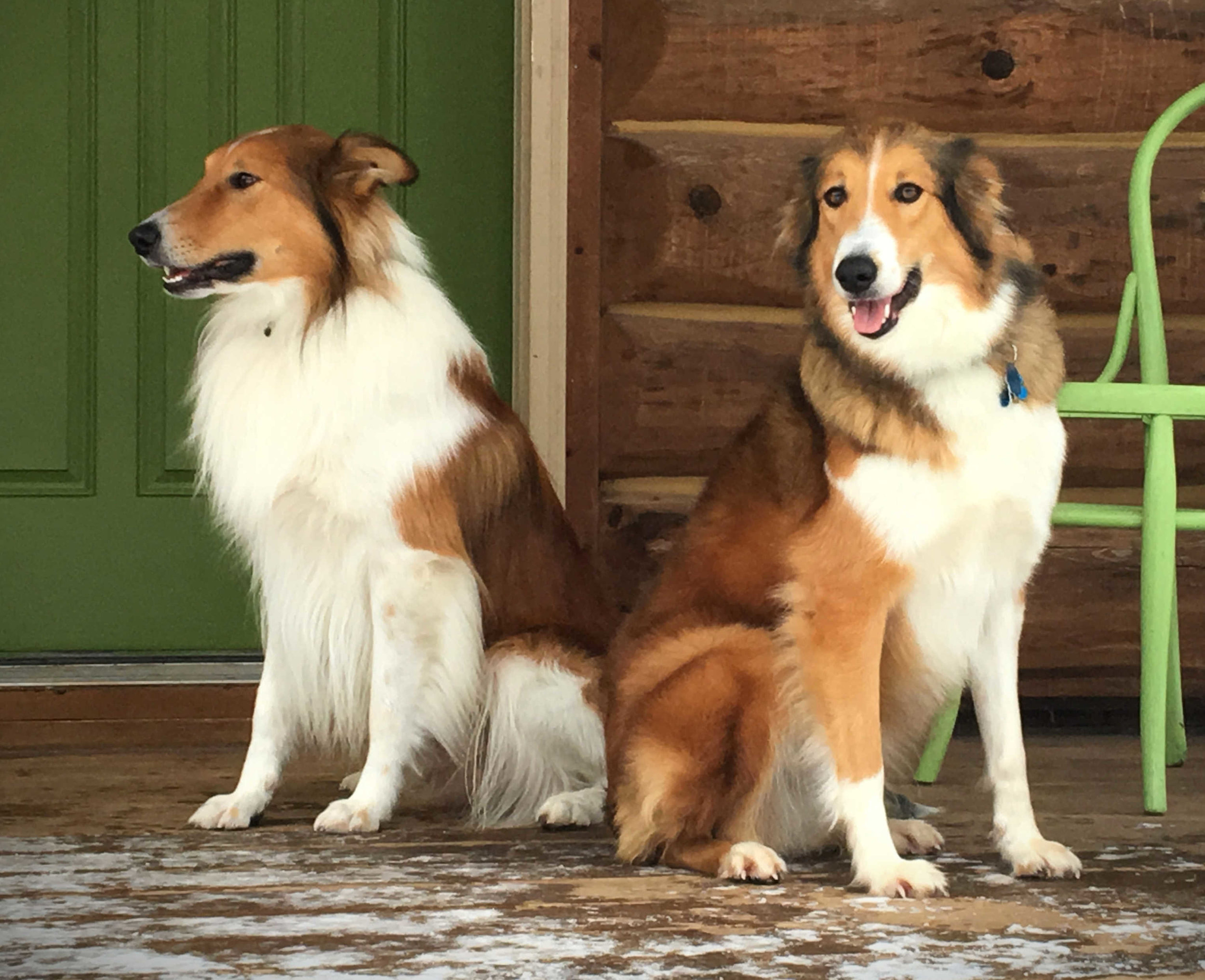 Info about our Scotch Collie Puppies 