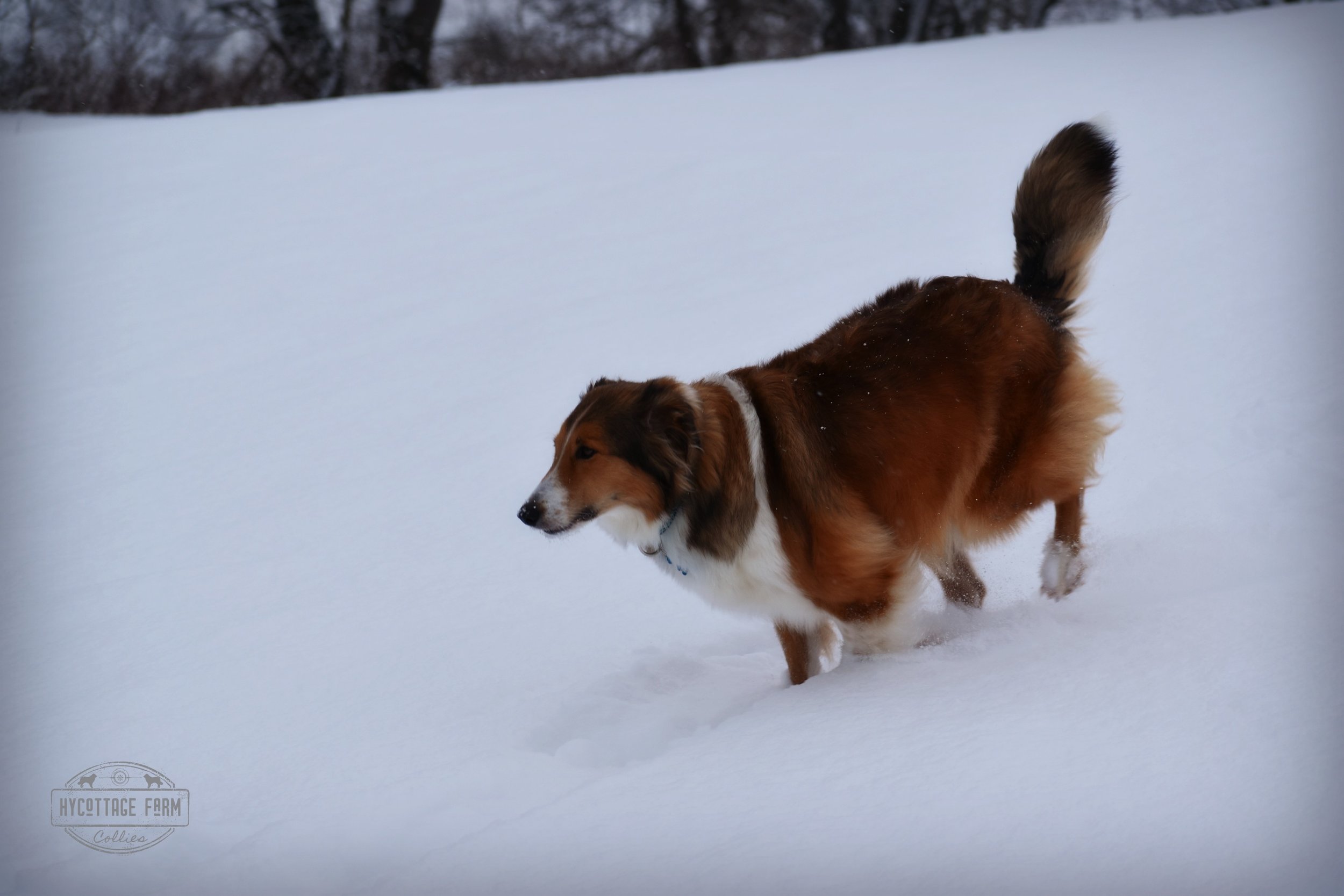 Willow running in snow.jpg