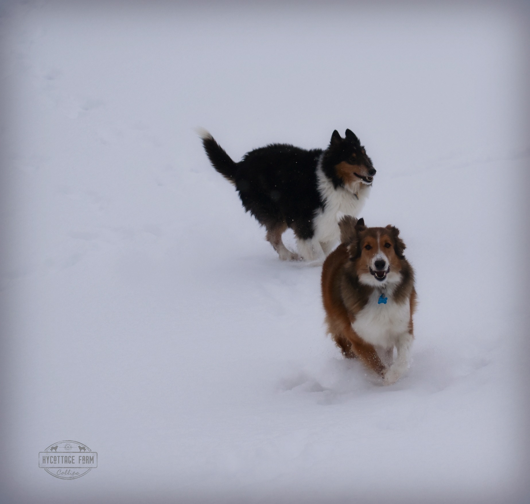  Kiza and Willow playing in the snow. 
