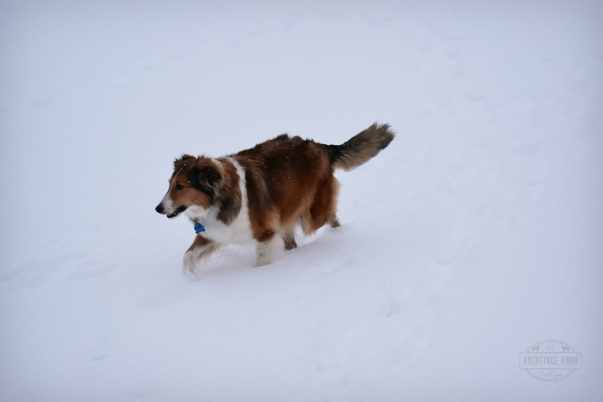  Willow enjoying the snow - 60 days pregnant 