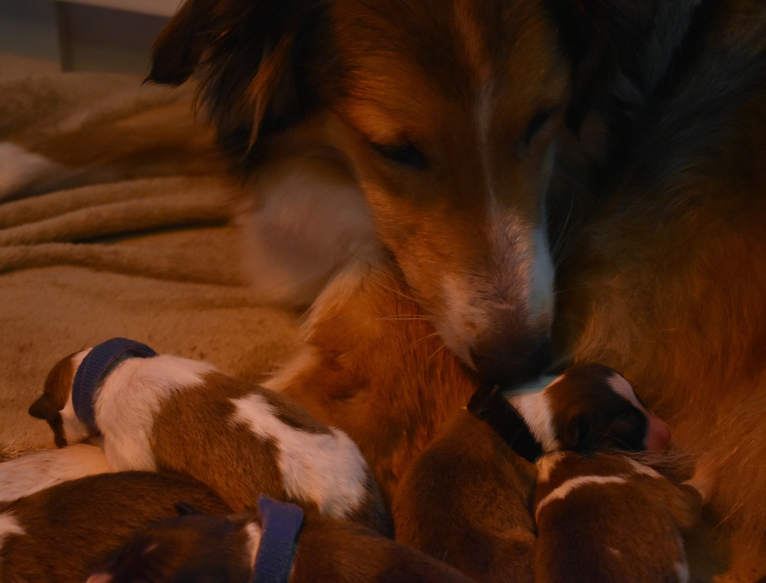 Willow and new pups.jpg